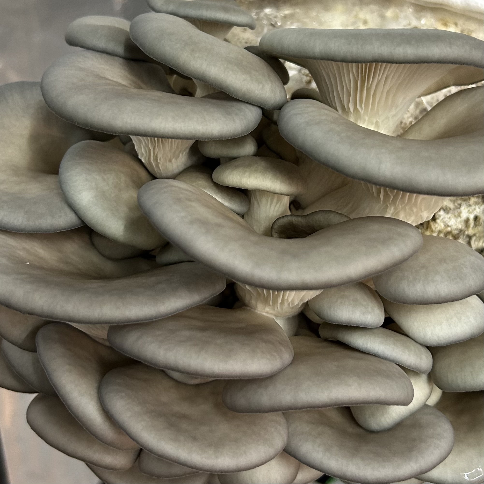 Dehydrated Blue Oyster Mushrooms