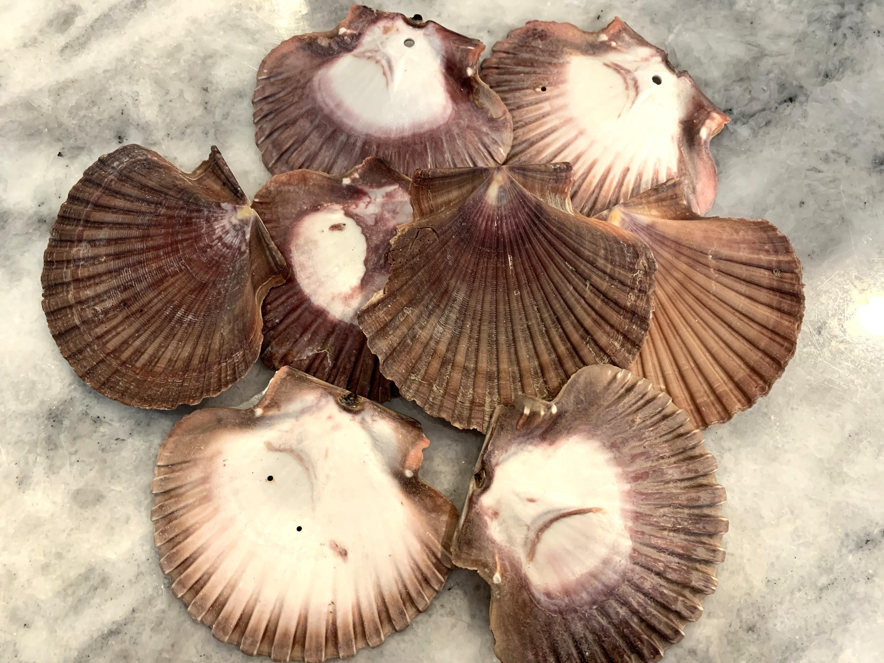Mexican Flat Scallops 2.75” - 3.25 inches