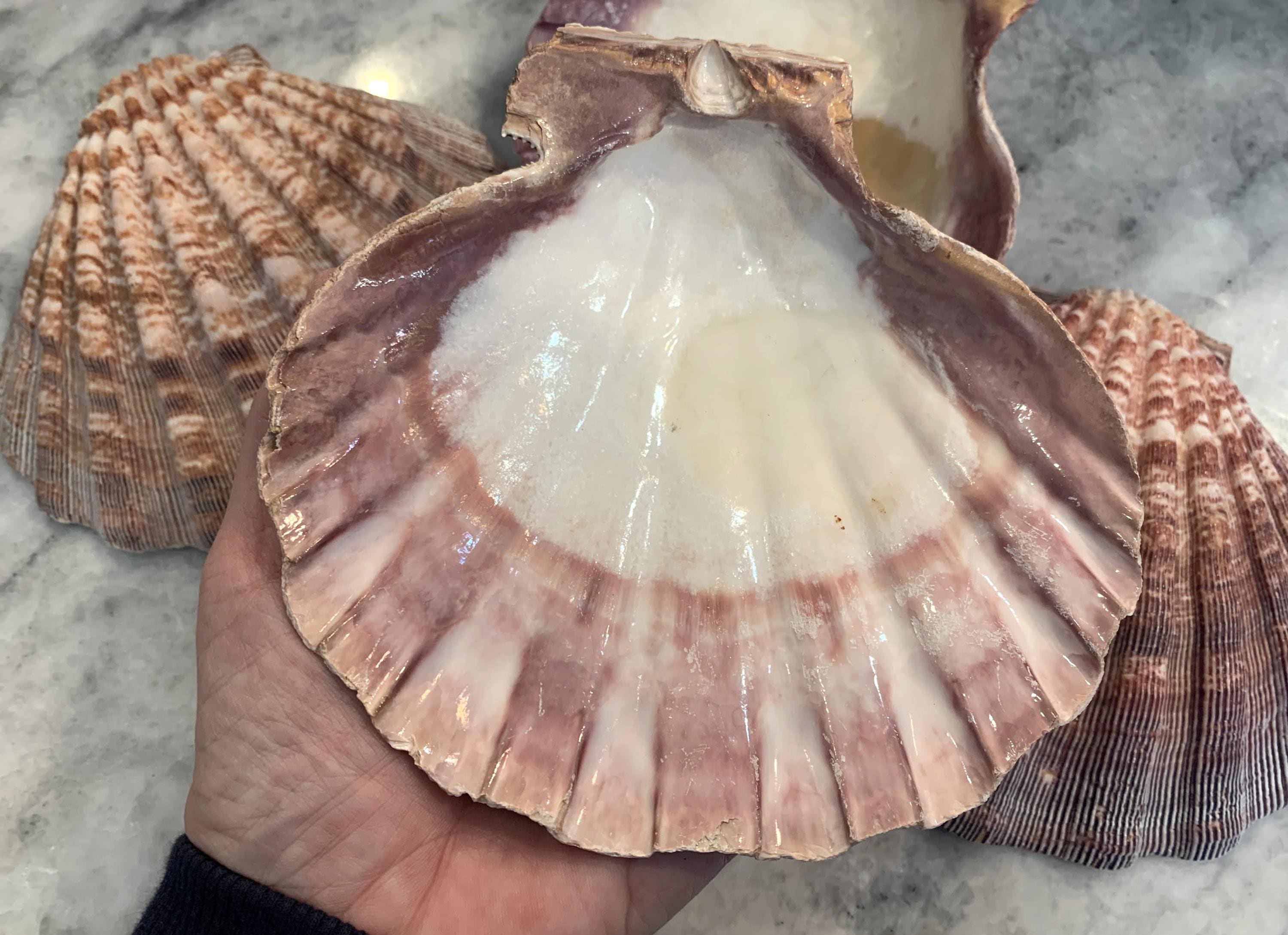 Giant Lion Paws 6 to 7", Clean bulk seashells