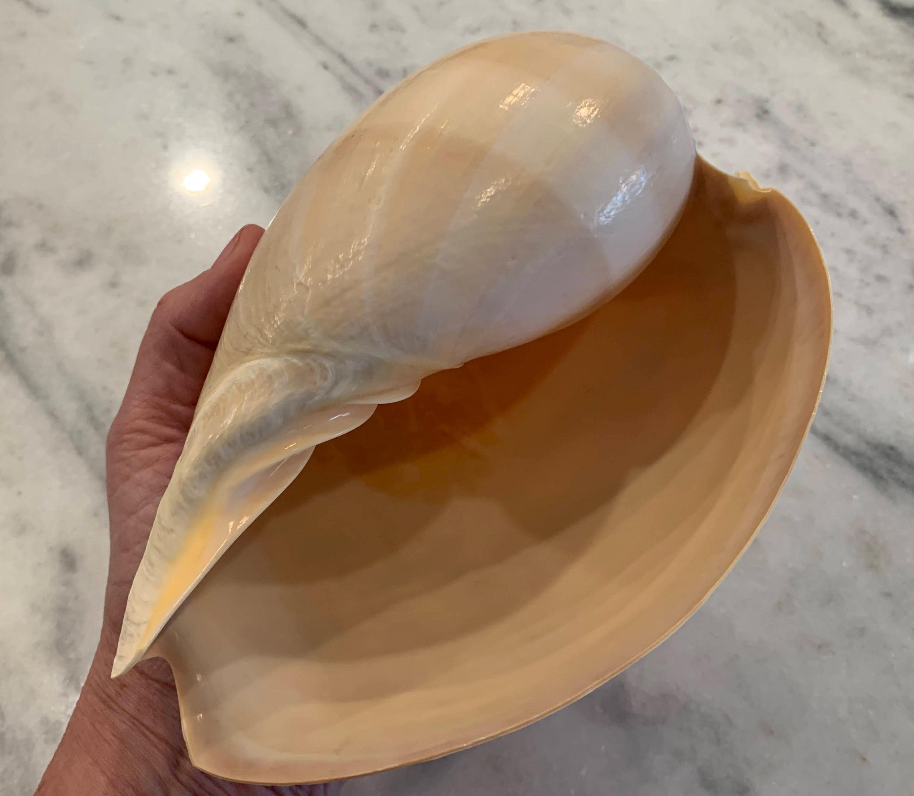 7 inch Baler Melon shell, Large Seashell for arts & coastal crafts and home decor