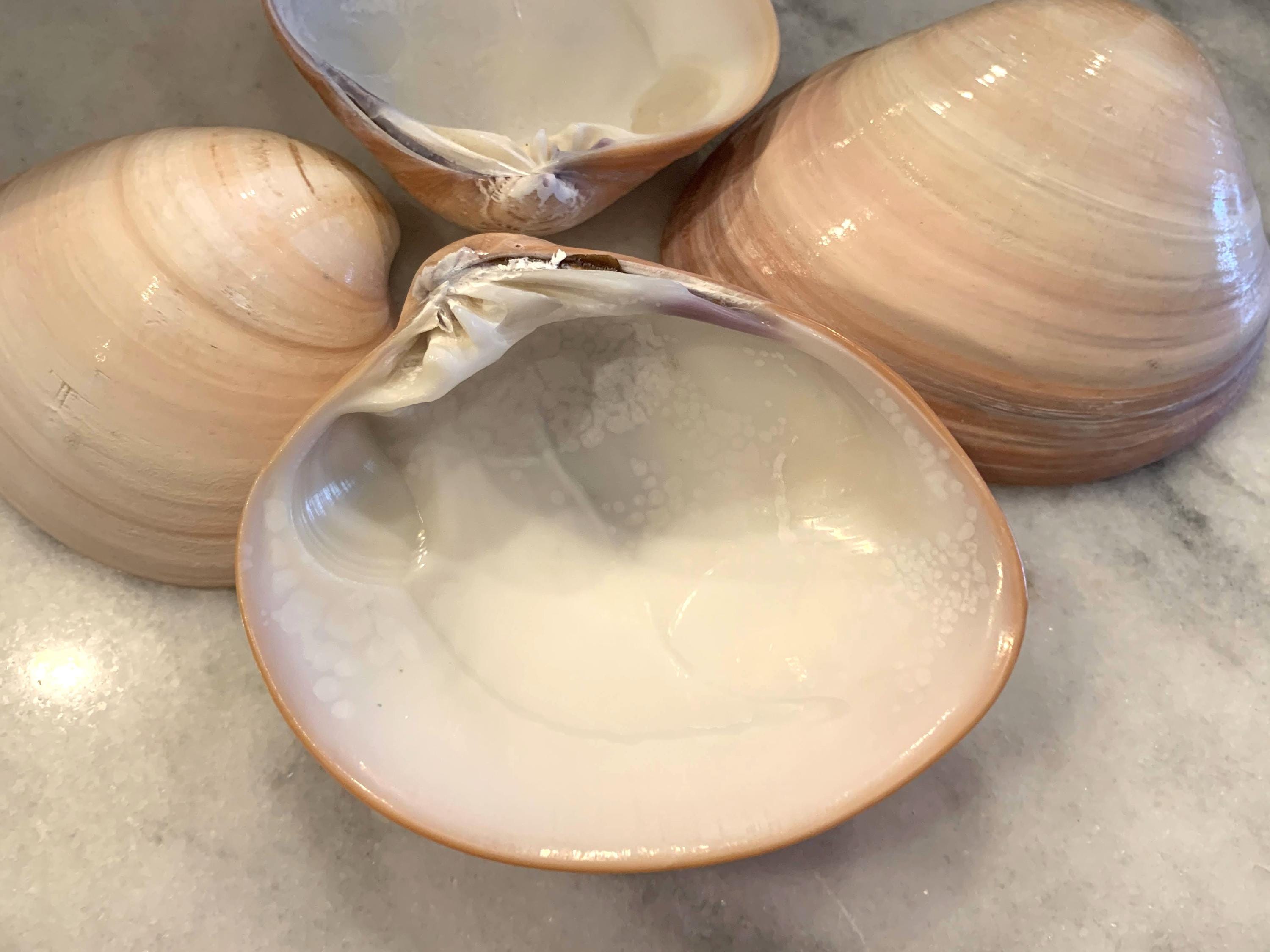 King Pink Clam Shells 3 to 4.5 inches