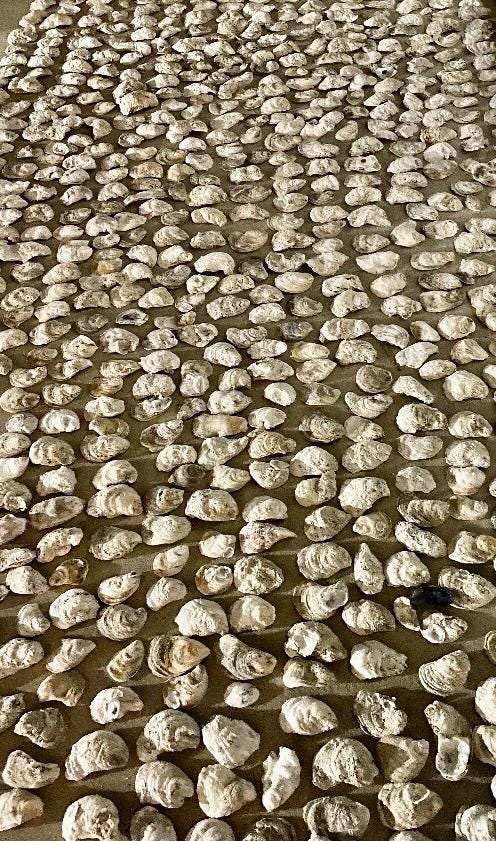 Bulk Oyster shells, 20, 50 or 100, Bleached & Clean Cups, flat, mixed, drilled Option