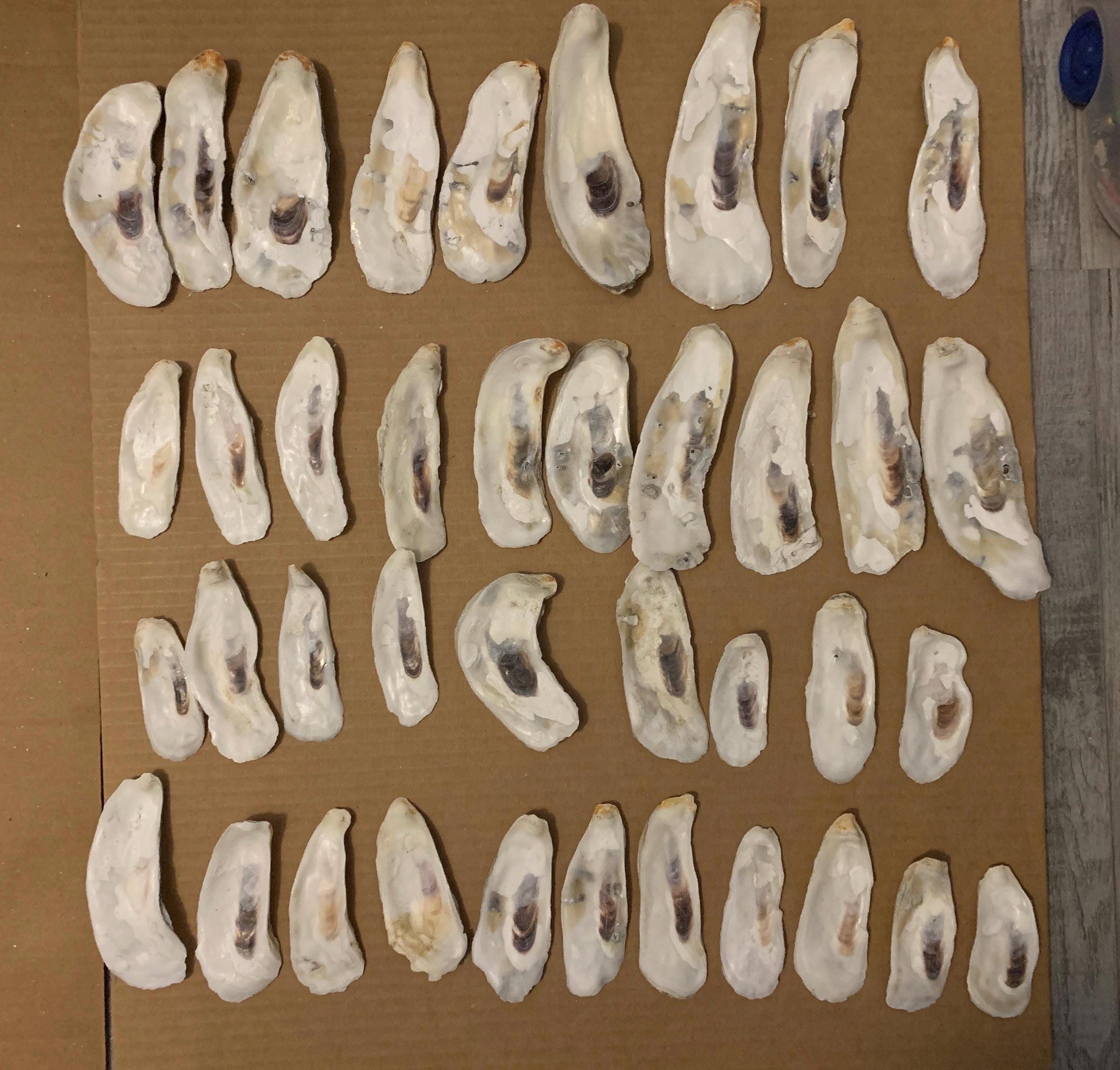 Flat narrow bulk Oyster shells for Decoupage crafting