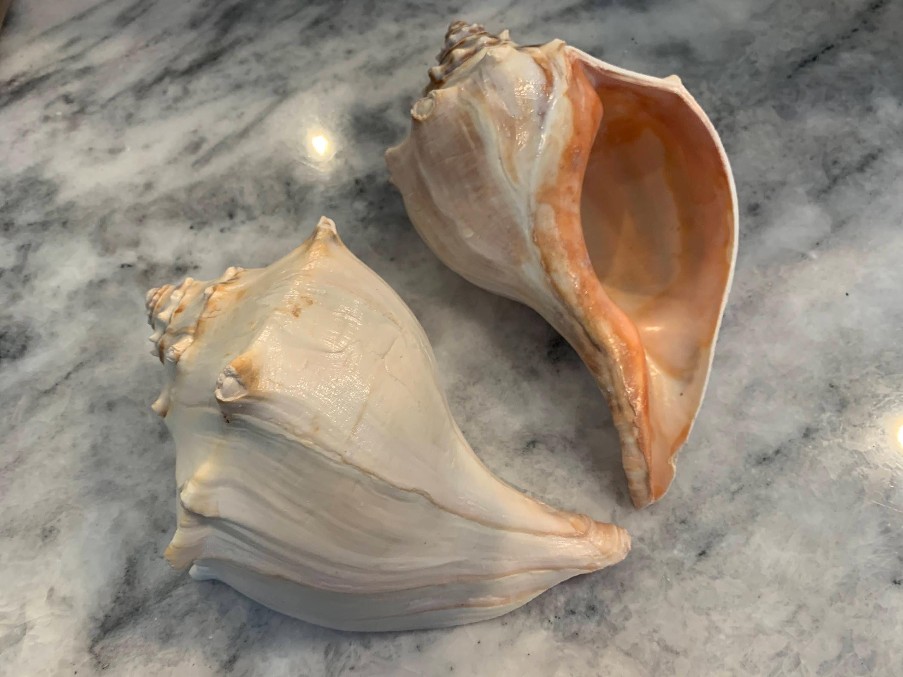 Jumbo Whelk shell 7 - 7.75 inches