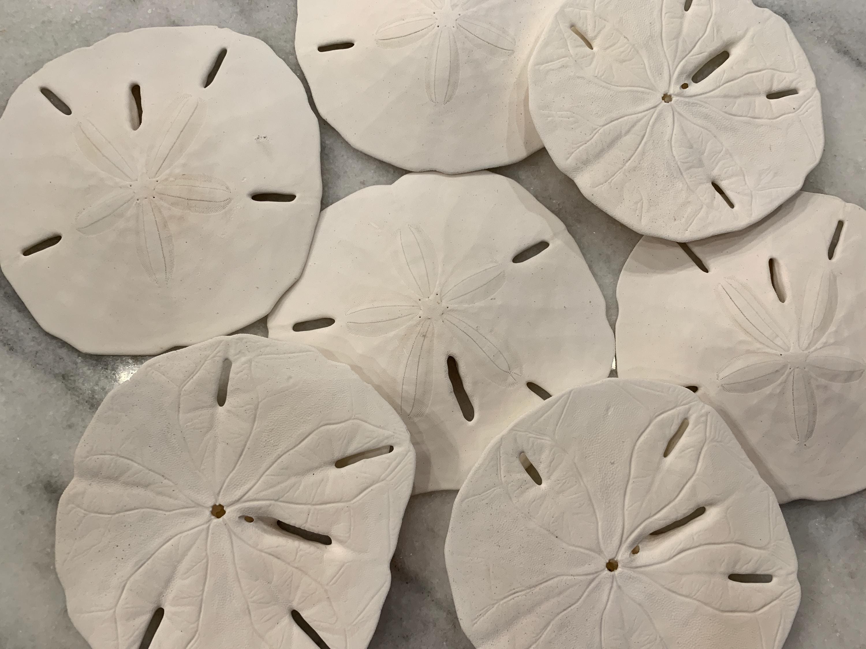Sand Dollar Shells approx 3 - 3.5", Lot / bulk seashells