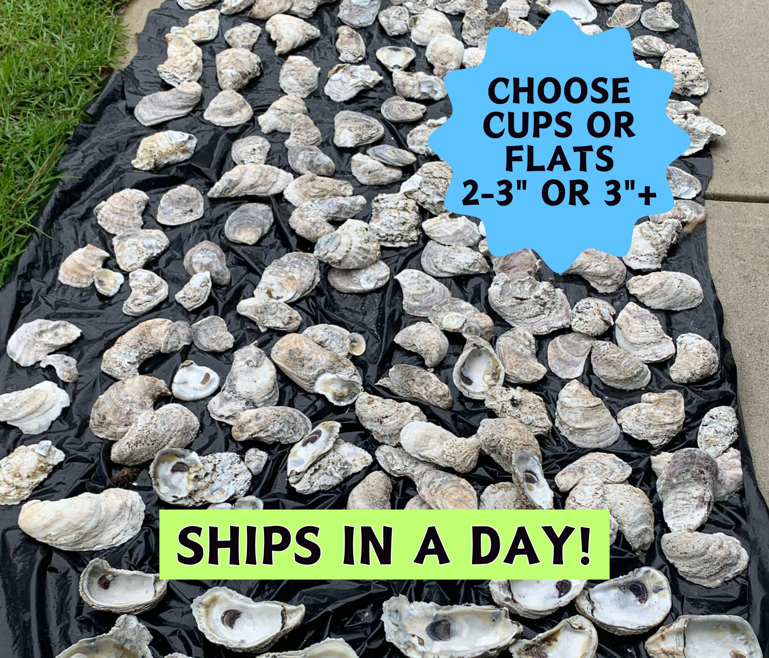 Choose Size, Bulk Oyster shells DRILLED or Non-Drilled