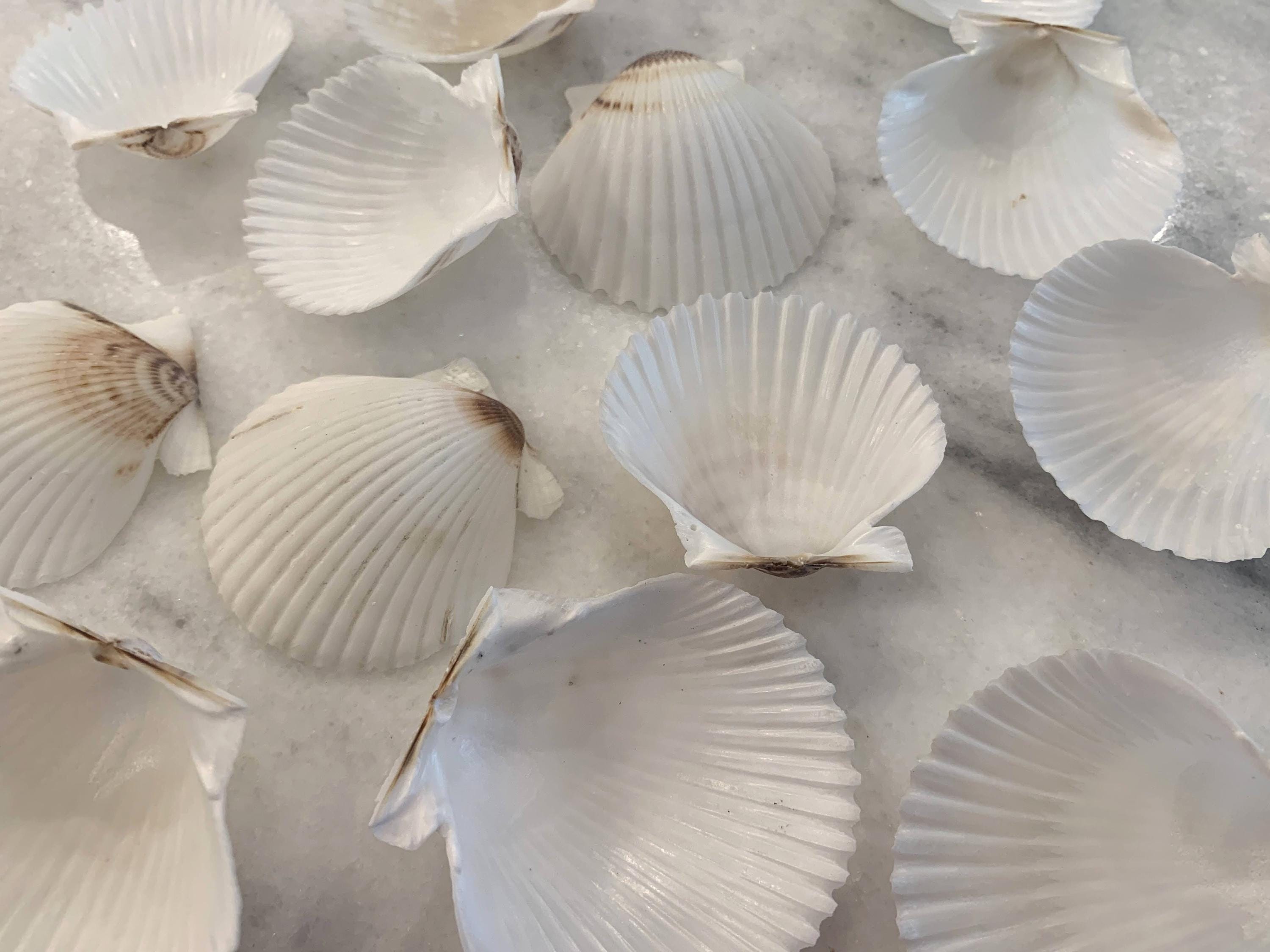 White Scallop Shells 1.75 to 2 inches, Sets of 10 or 20