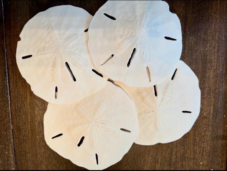 Sand Dollar Shells approx 4 to 4.5”, Lot / bulk seashells
