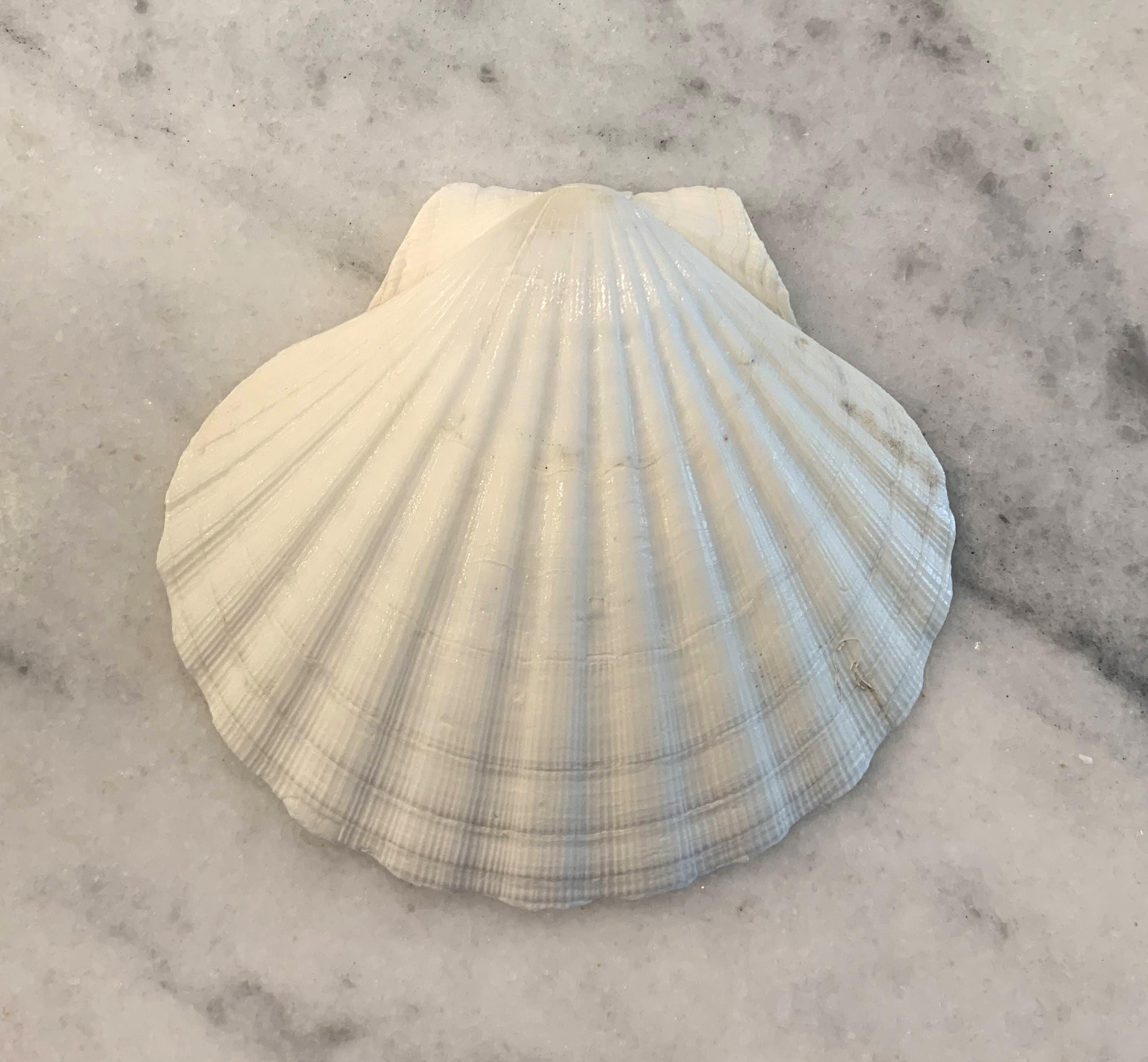 Large Irish Baking Scallops 4.5 to 5 inches
