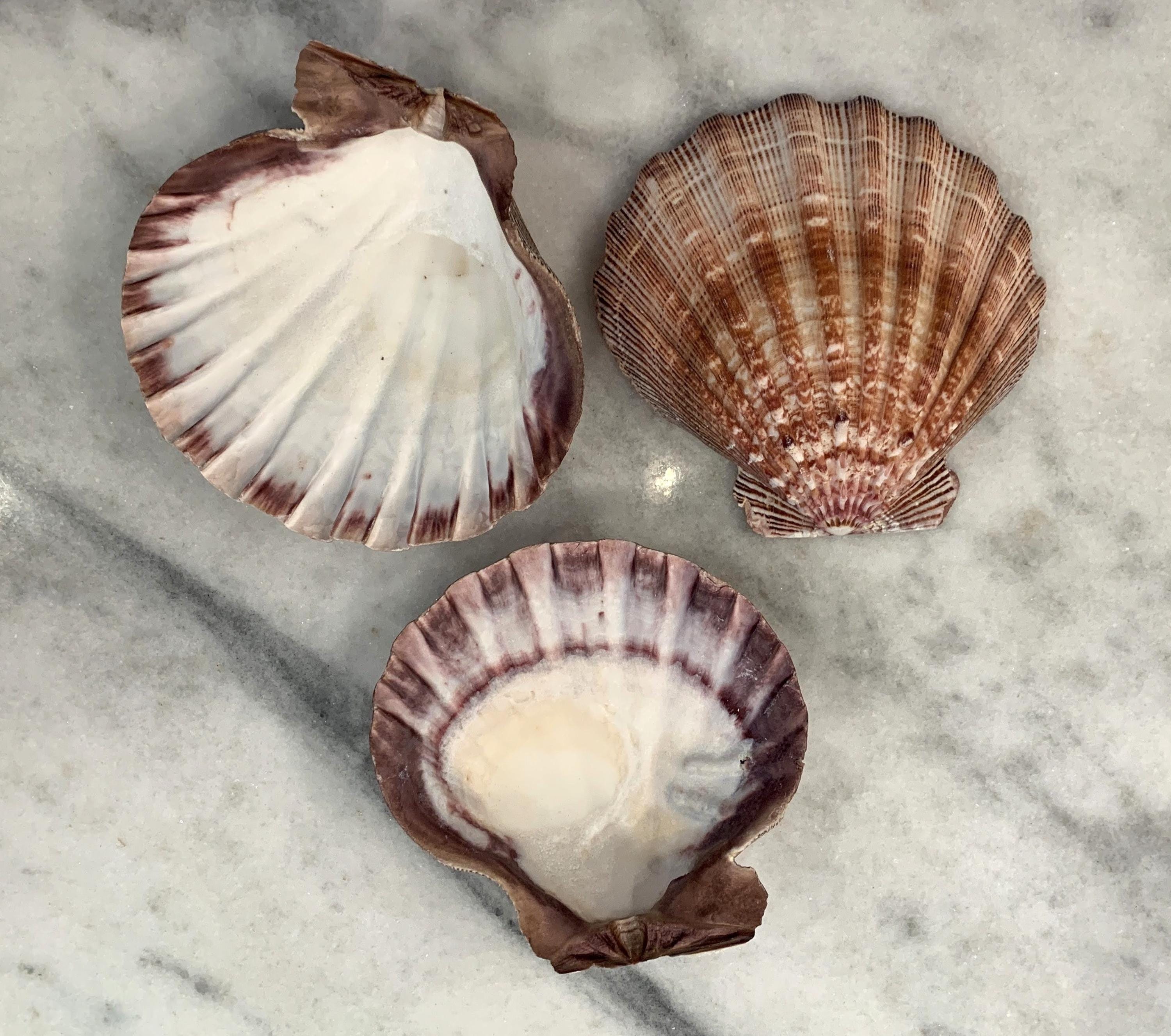 XL Lions Paw 5 to 6 inches