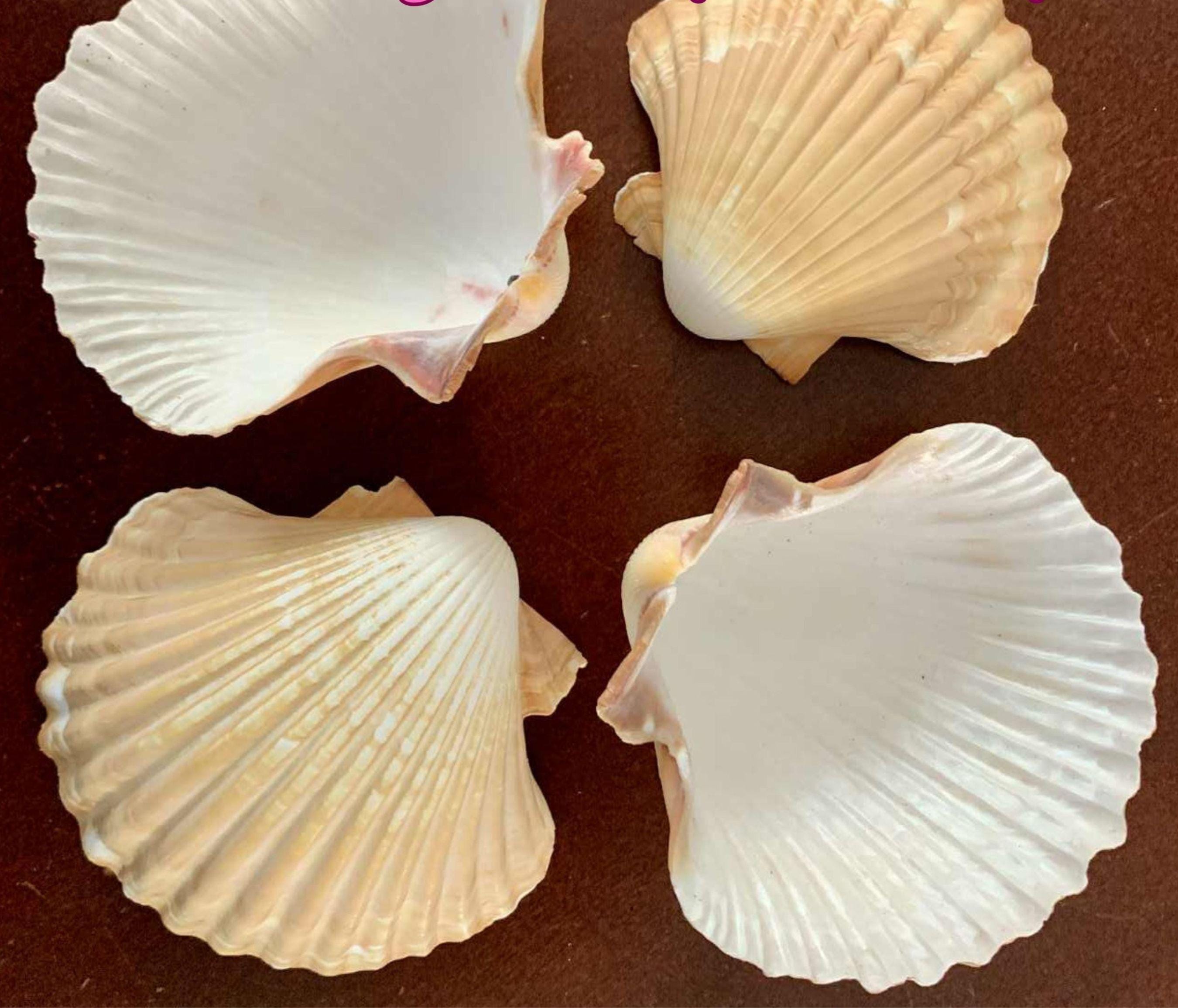 Deep Scallop Shells 2.75-3.5 inches, San Diego seashells