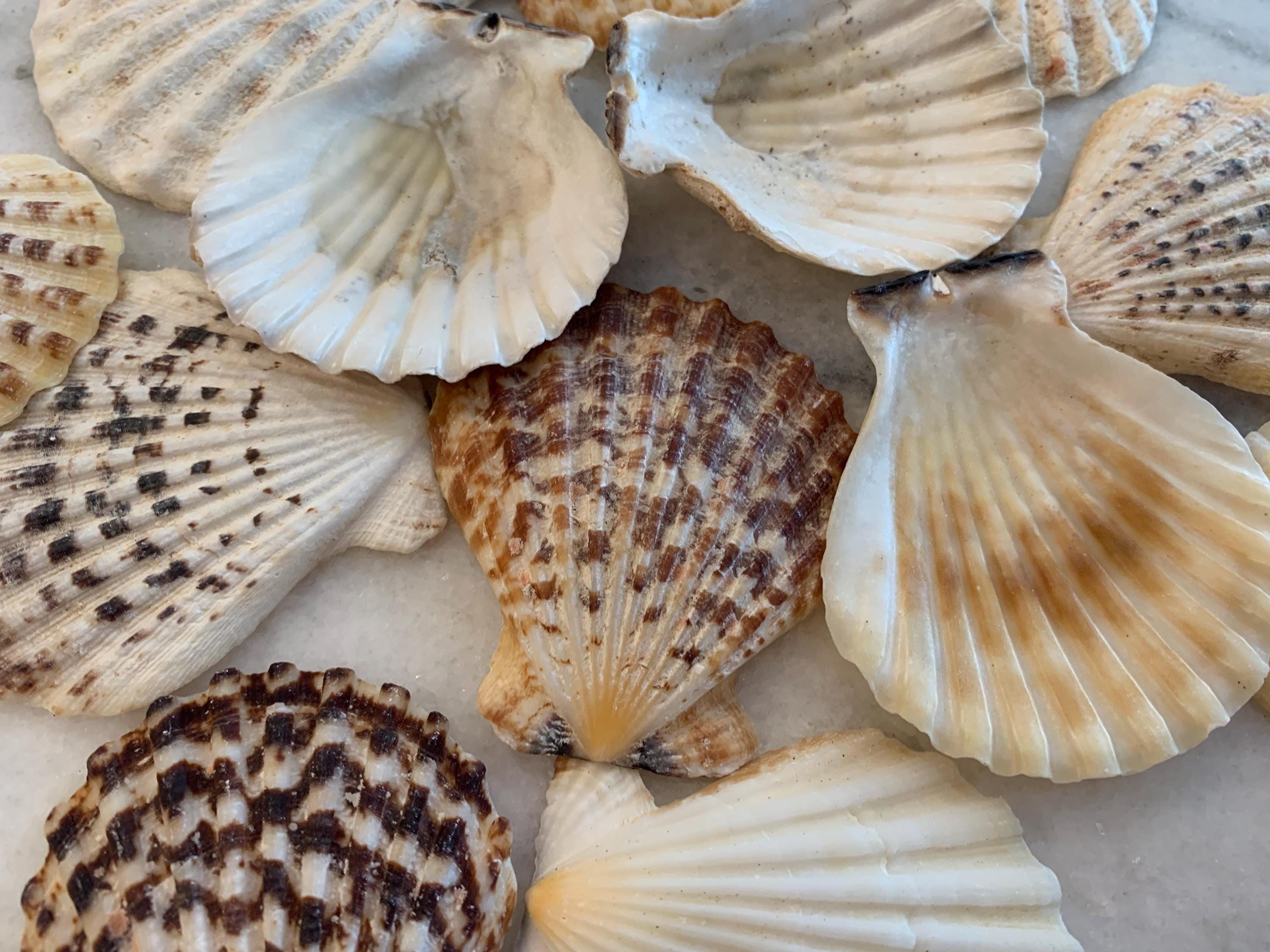 Pectin Radula Scallop Shells 2 to 3.25 inches