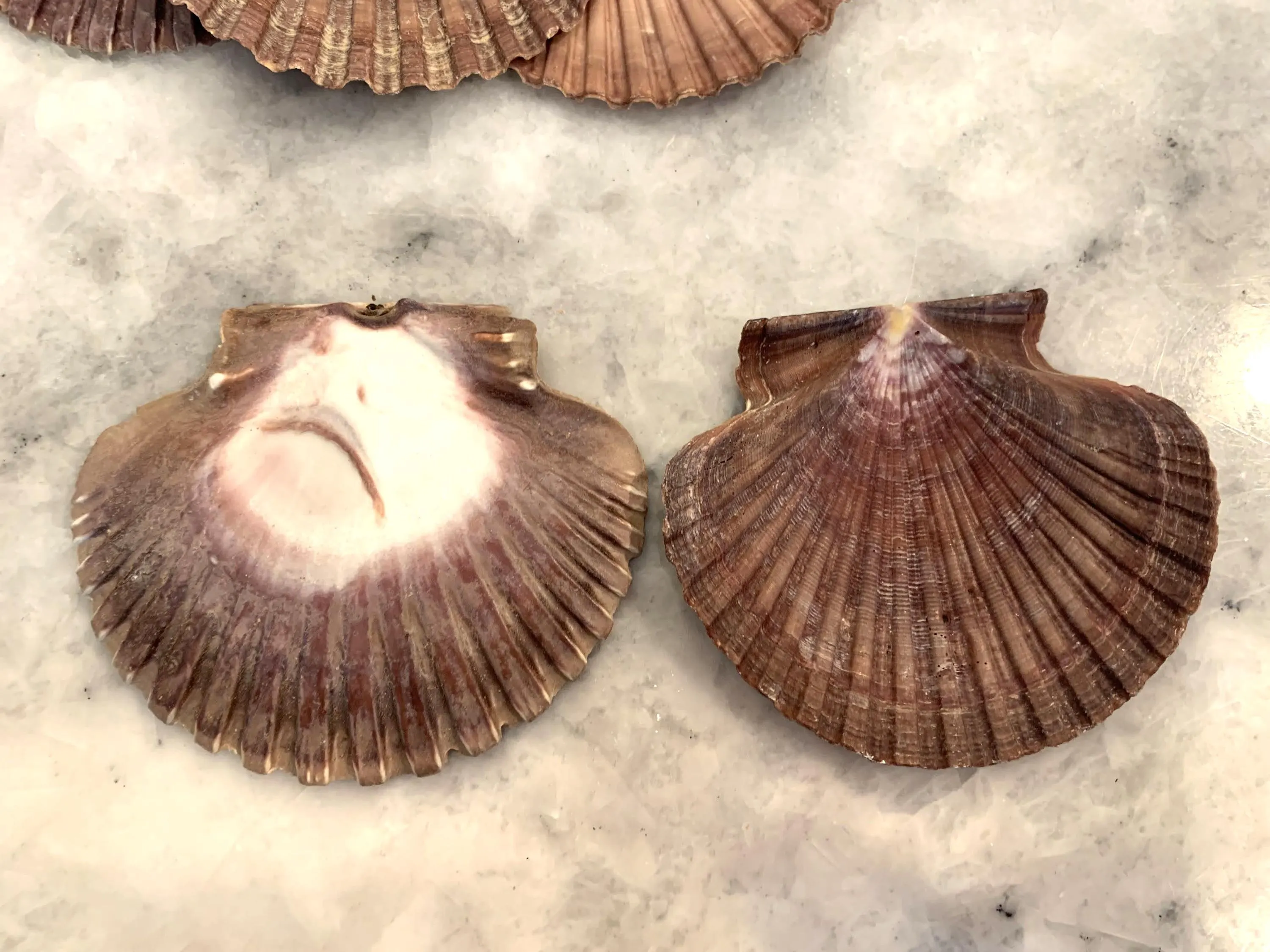 Mexican Flat Scallops 2.75” - 3.25 inches
