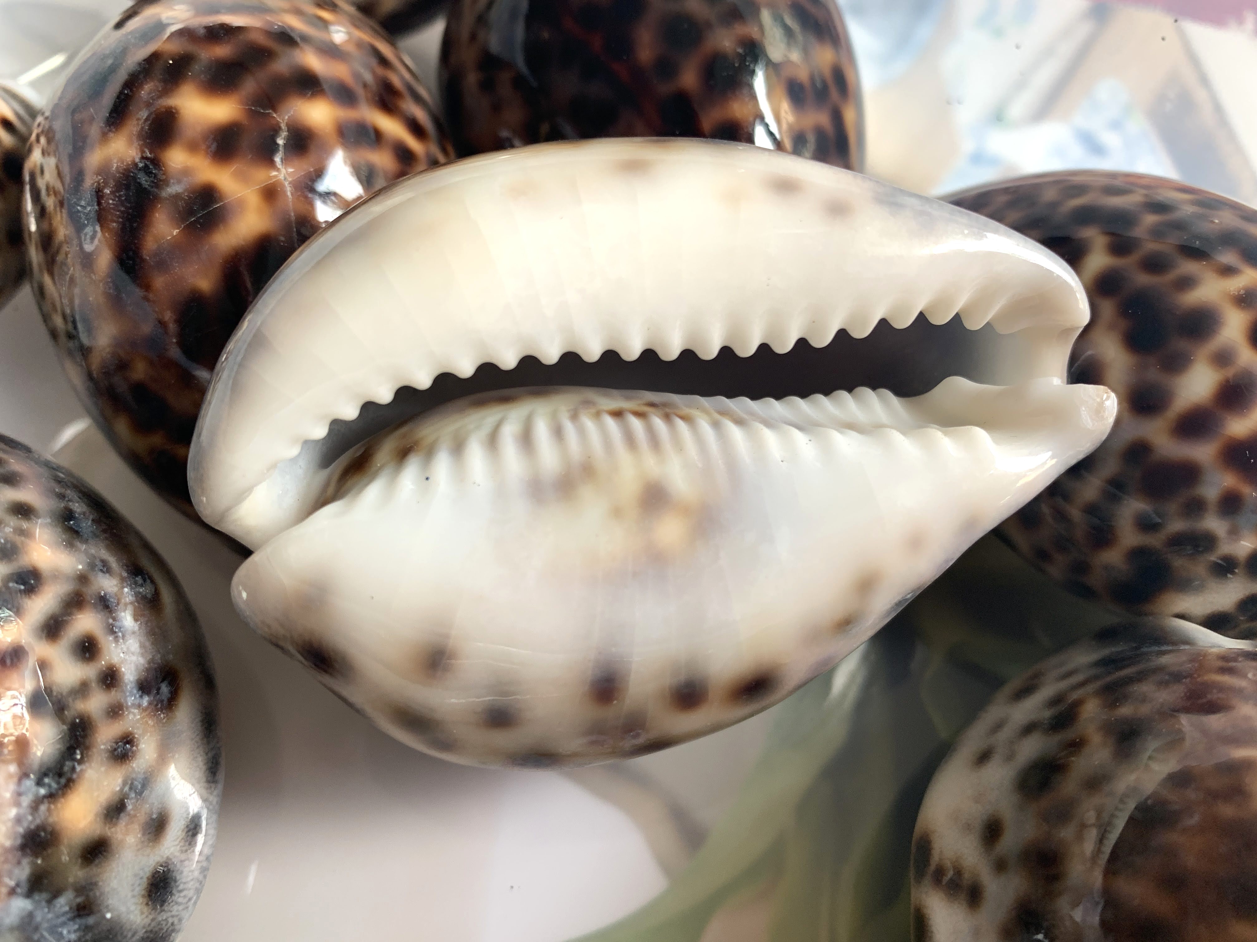 Tiger Cowrie Shells 2.5 inches, Sold in Sets