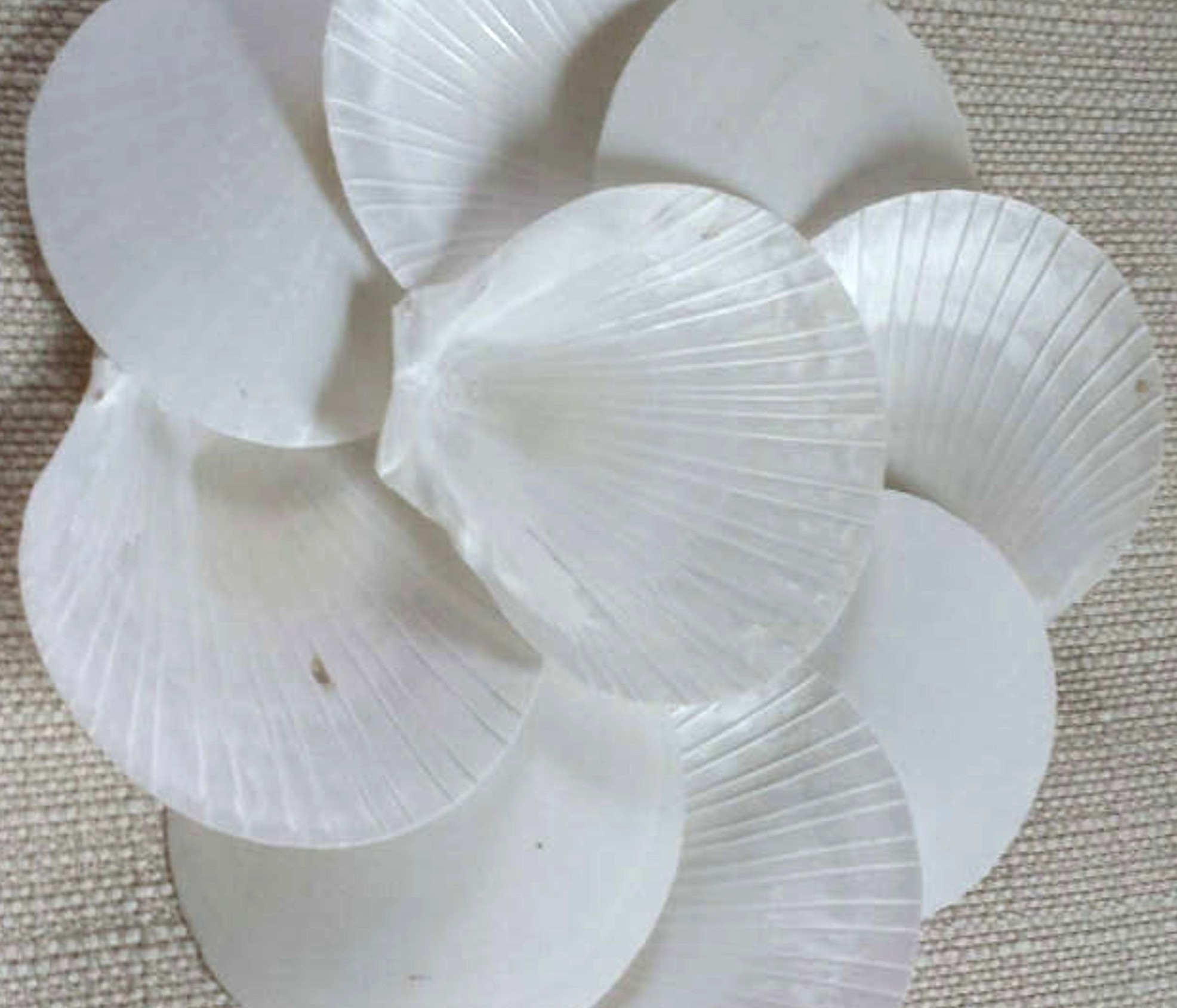 Scallops Sun Moon shells 2.5 to 3 inches, Sets of 10 or 20 