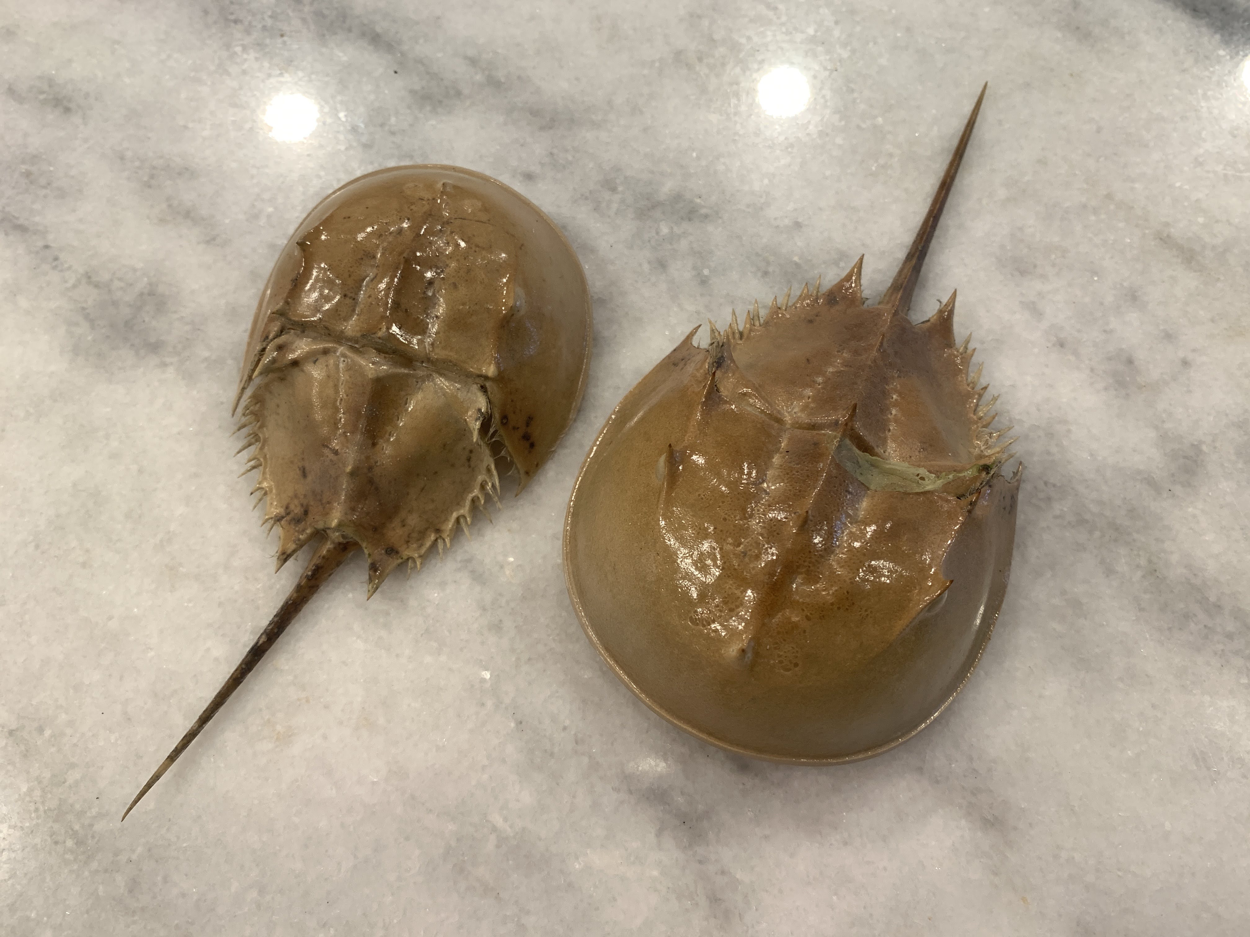 Horseshoe Crab Molt 5-7 inches 