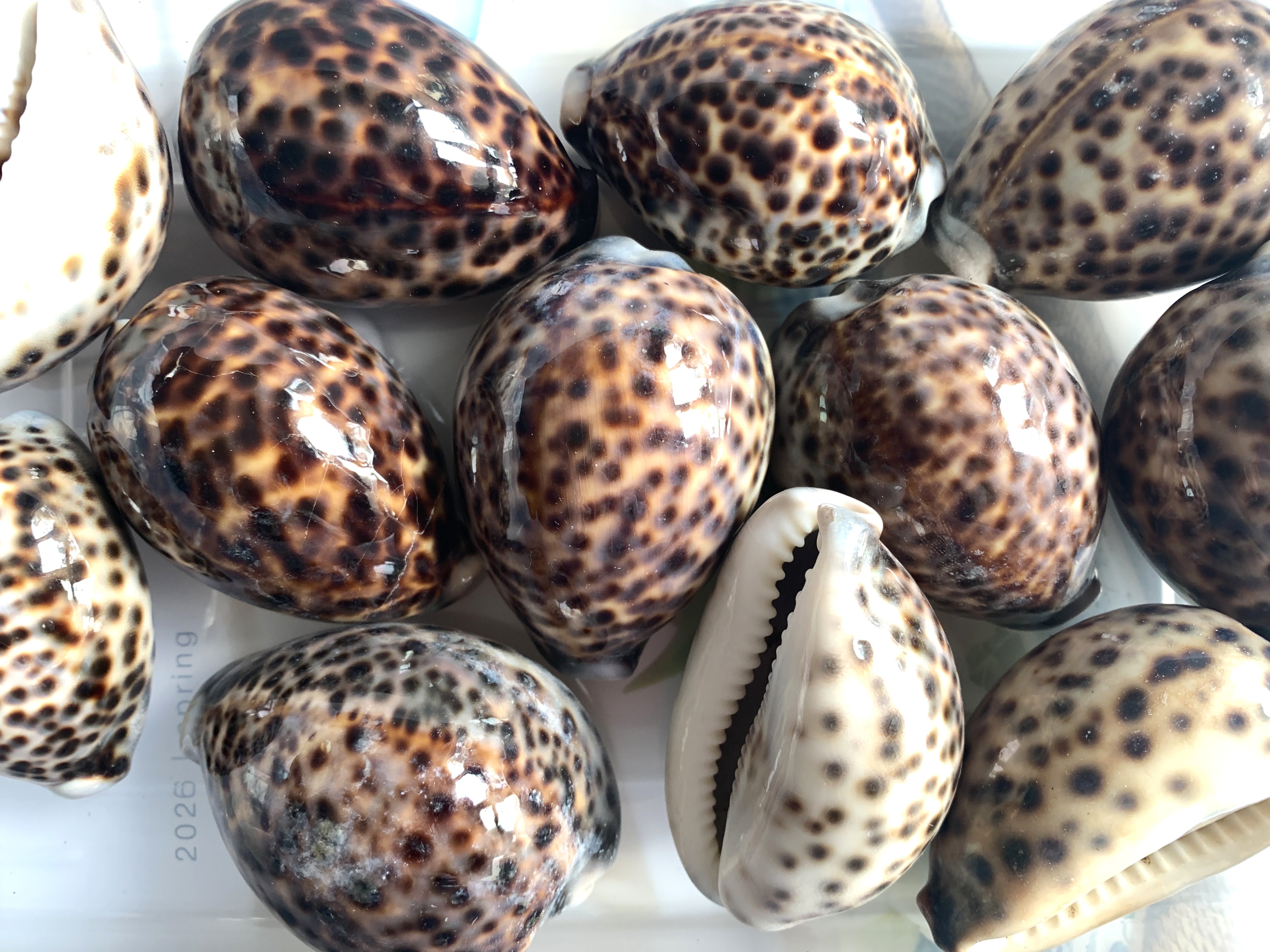 Tiger Cowrie Shells 2.5 inches, Sold in Sets