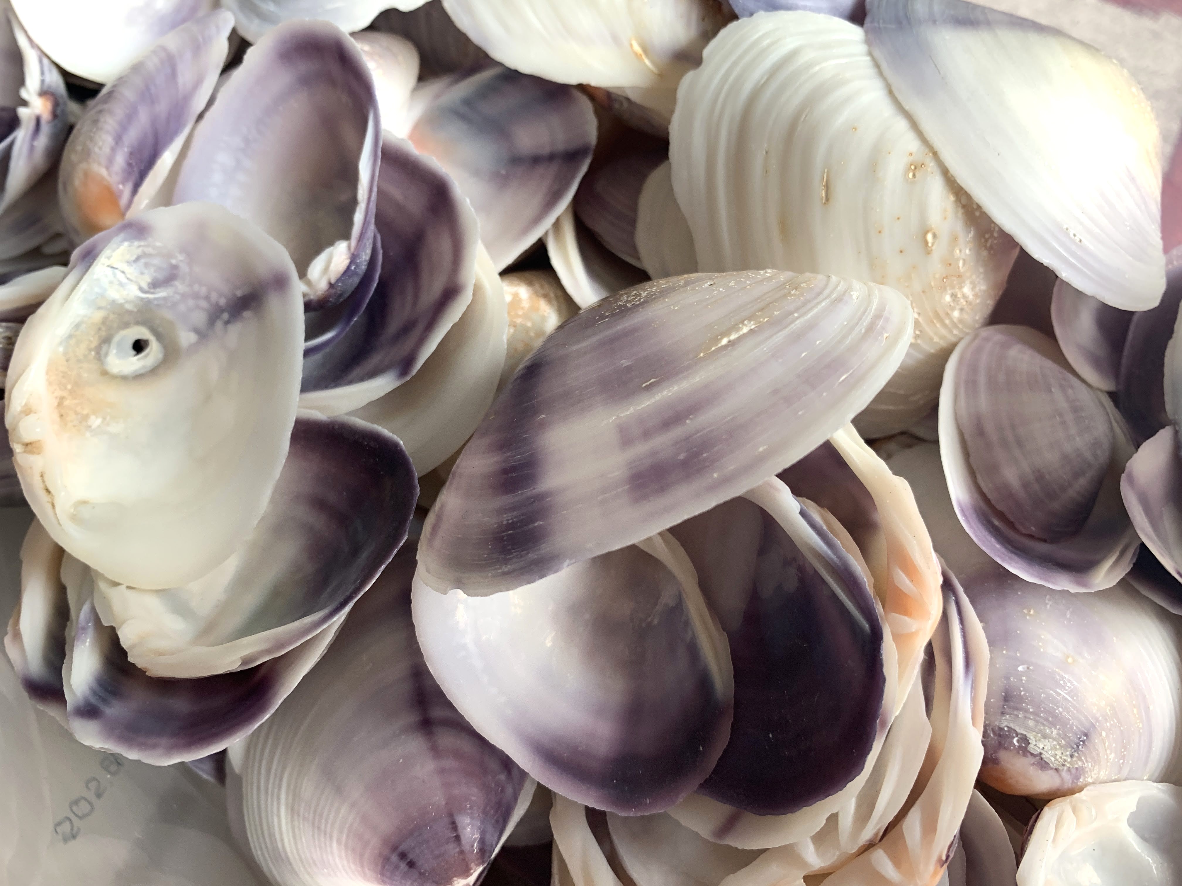 Purple Tahiti Clams .75 to 1.25 inches, Sold by the Cup