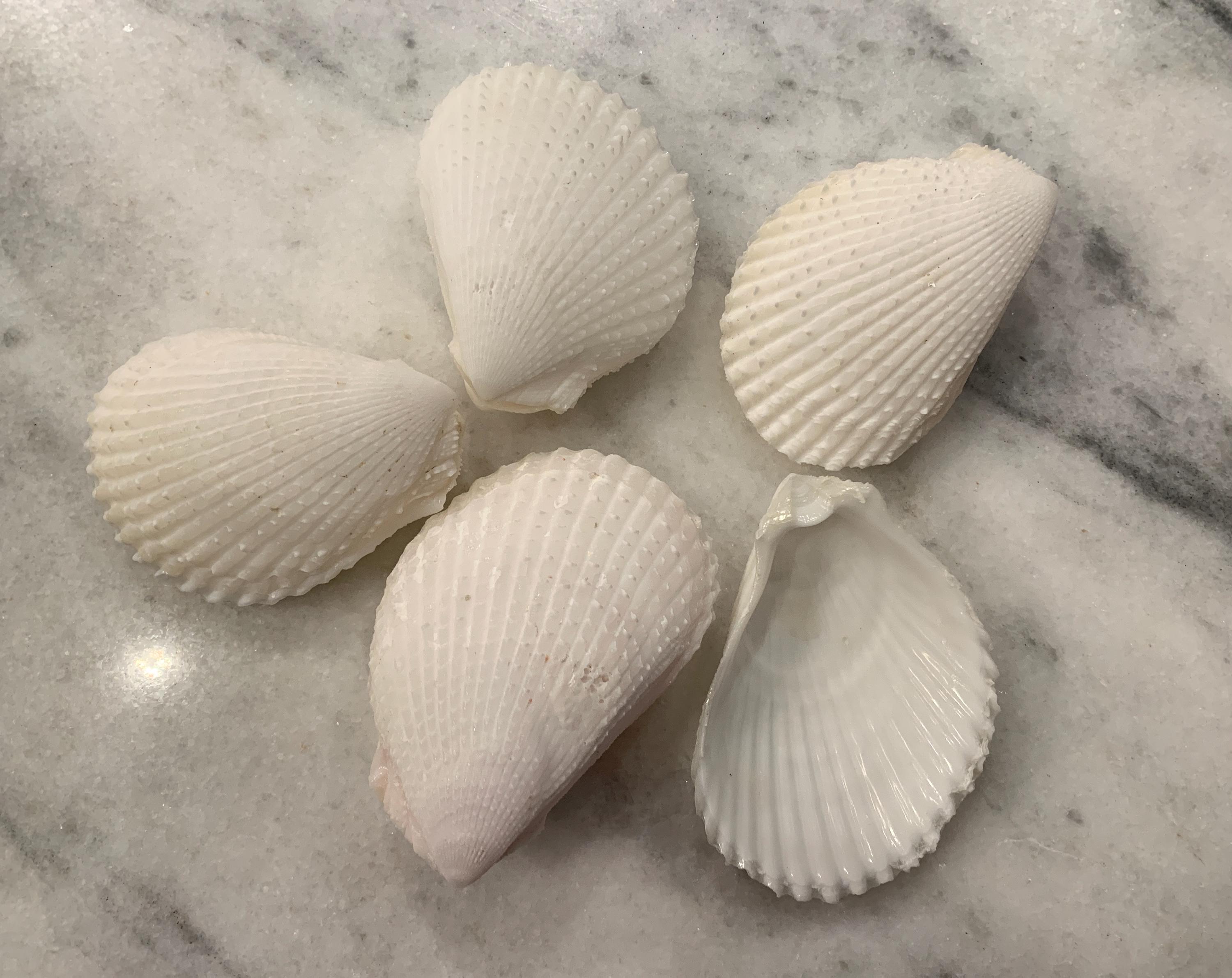 Lima Lima Shells 3-5 inch 