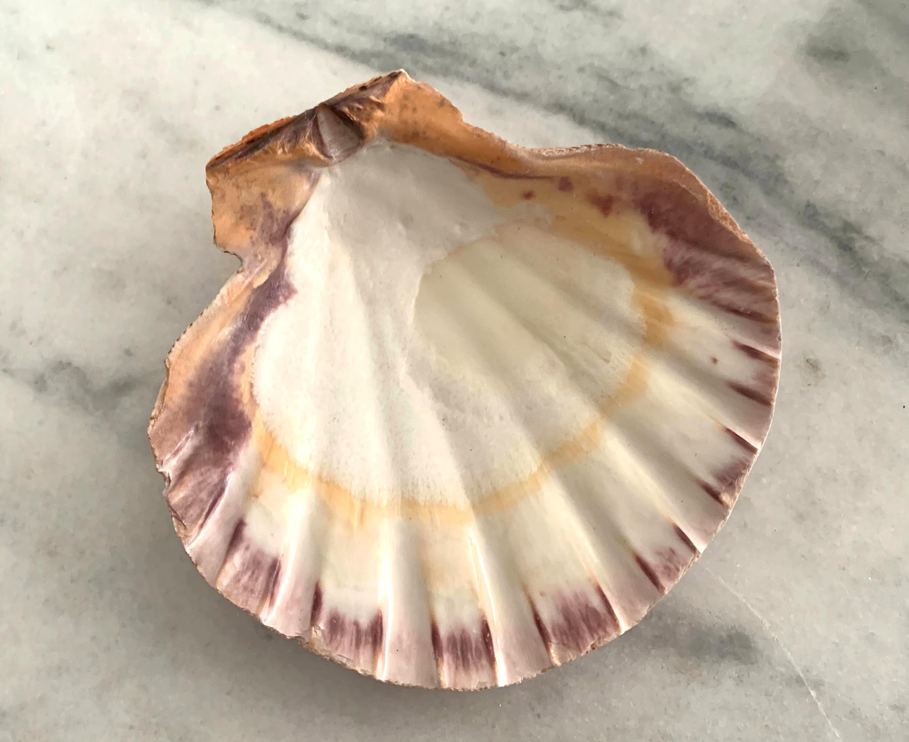 Orange Lions Paw 5 to 5.5 inches 