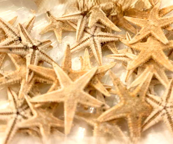 Tiny Starfish 5 to 1 inches, Sold in Sets of 10