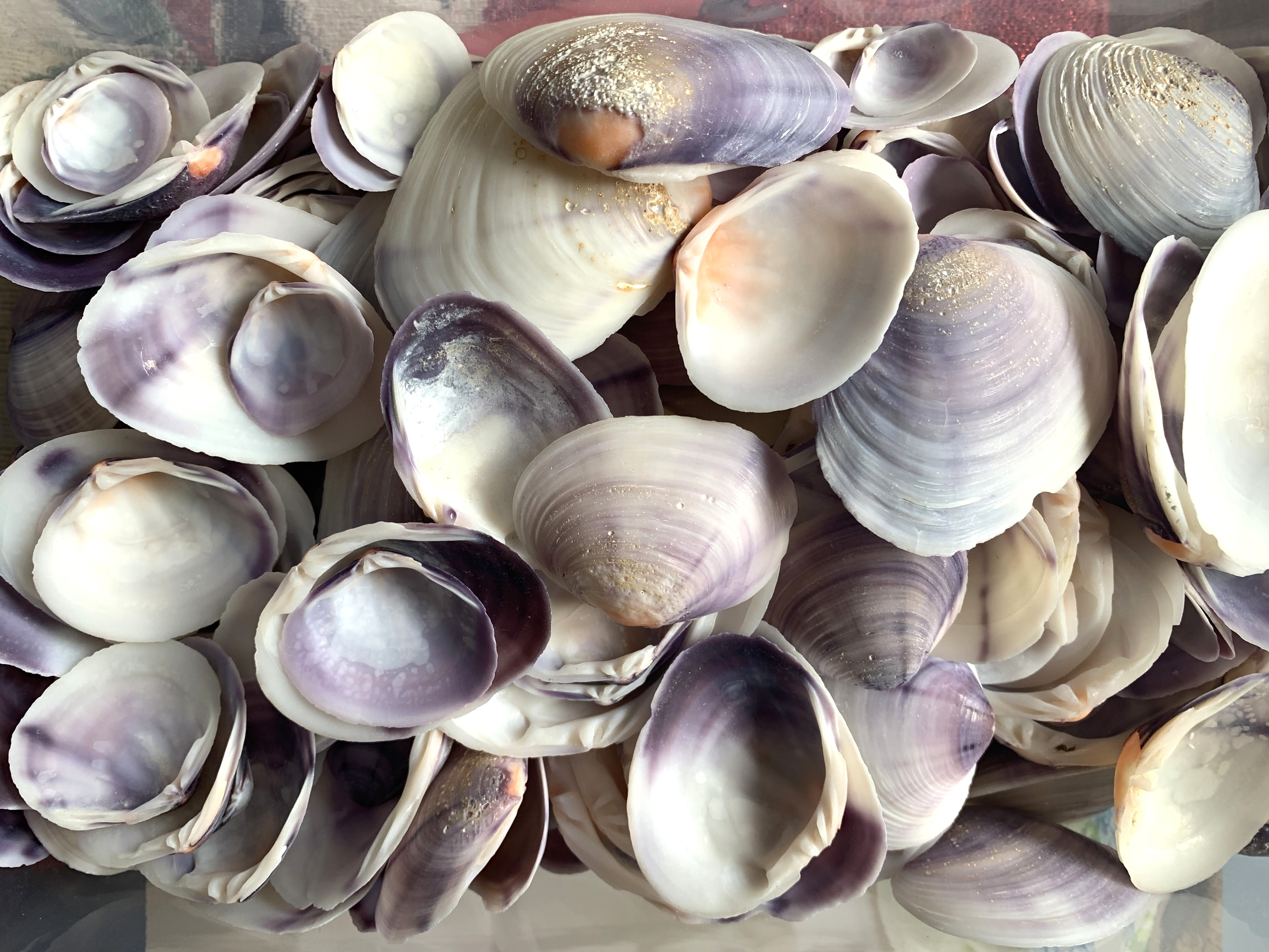 Purple Tahiti Clams .75 to 1.25 inches, Sold by the Cup