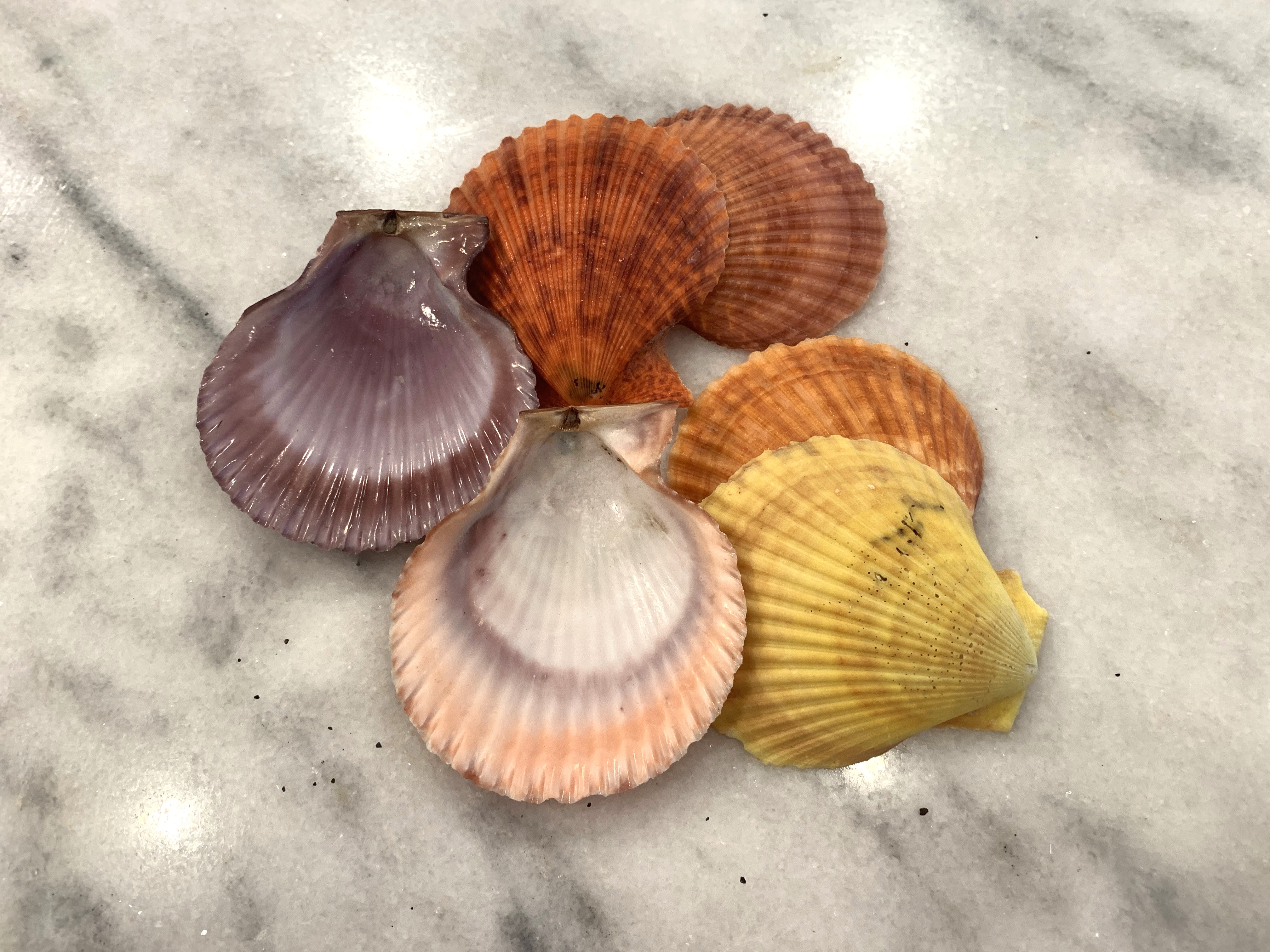 Noble Pectins Scallop Shells 2.75 to 3.5 inches, Sets of 10 or 20 