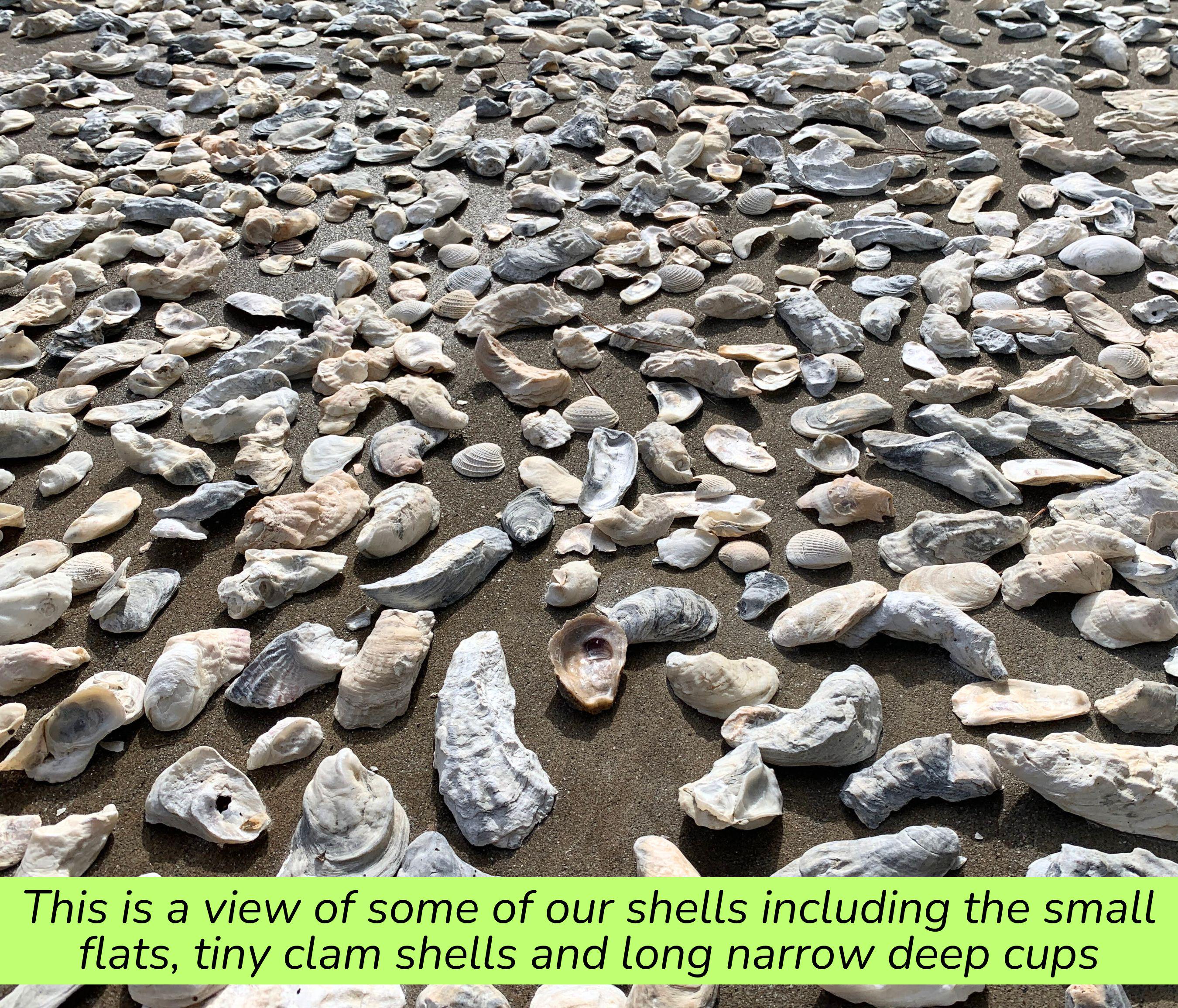 Choose Size, Bulk Oyster shells DRILLED or Non-Drilled