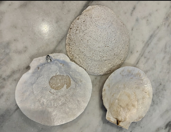 XL Sea Scallops 5 plus inches