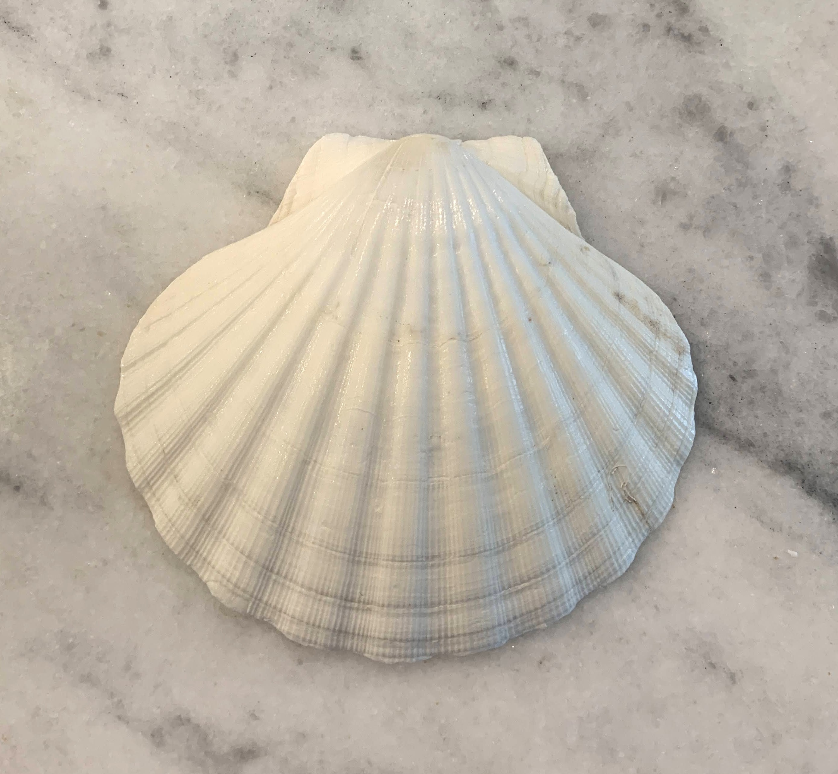 Large Irish Baking Scallops 5 to 6 inches