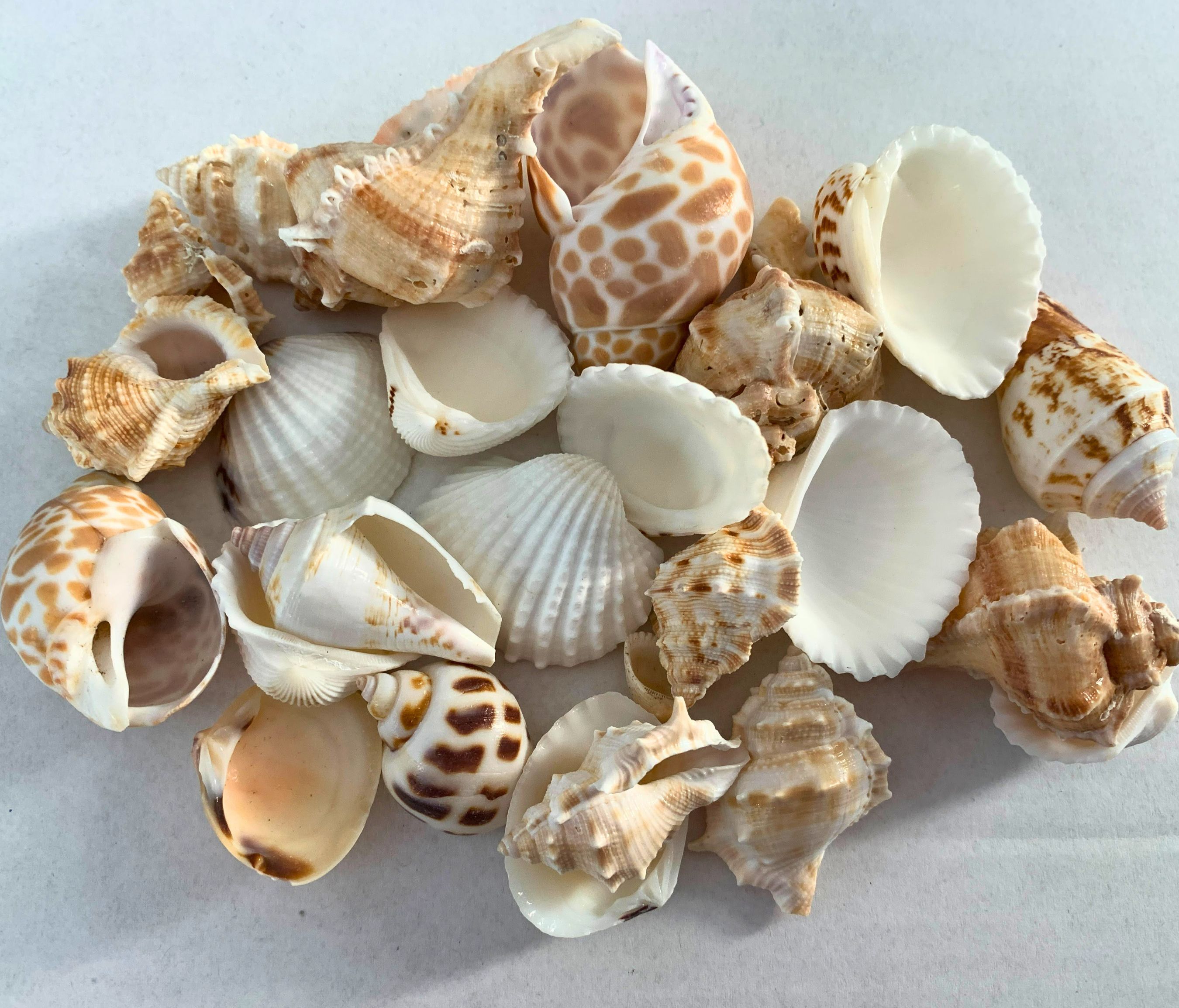 Indian Ocean Mix, Medium size 1.5 to 2 inches, 4 ounce bag