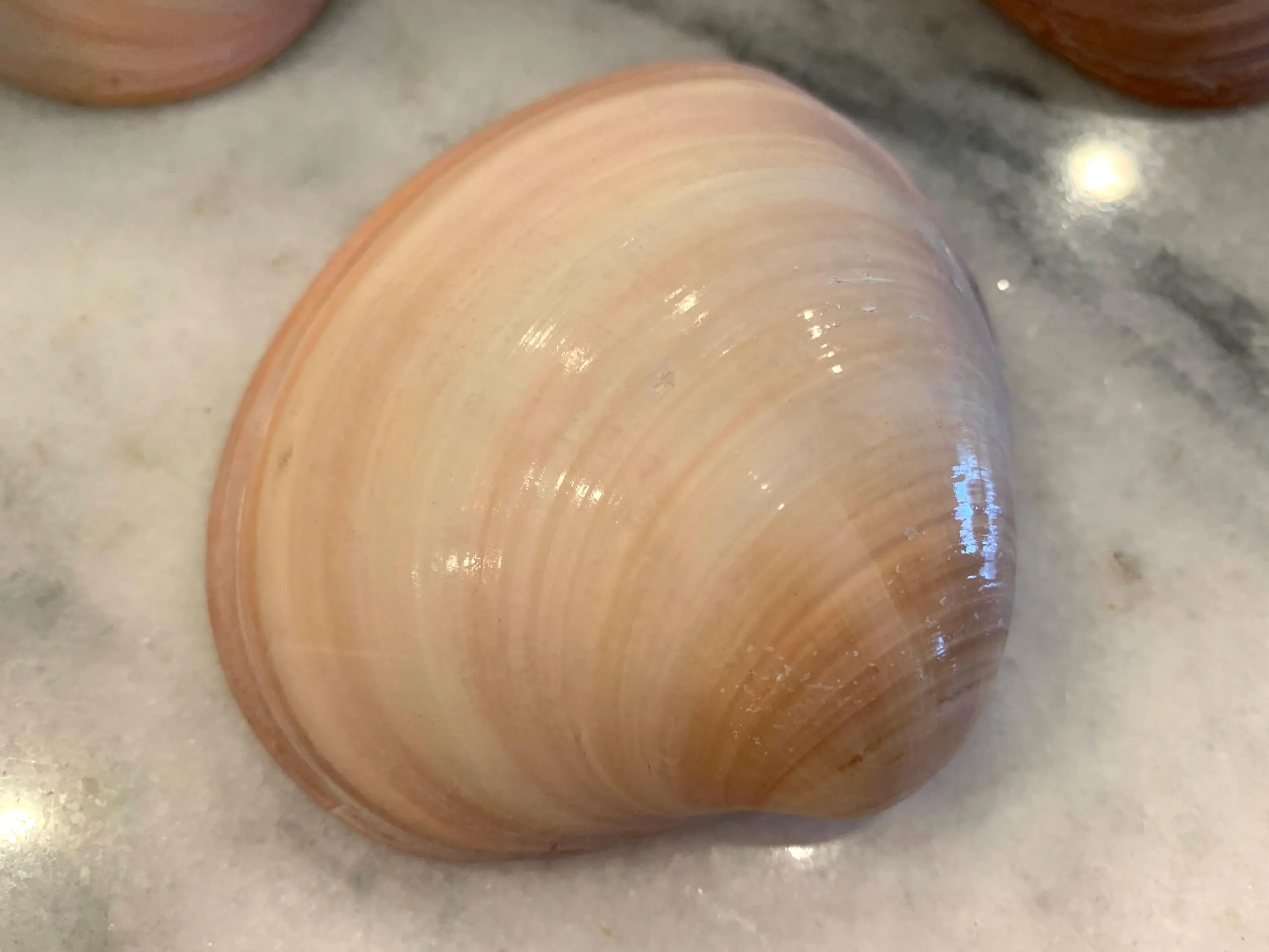 King Pink Clam Shells 3 to 4.5 inches
