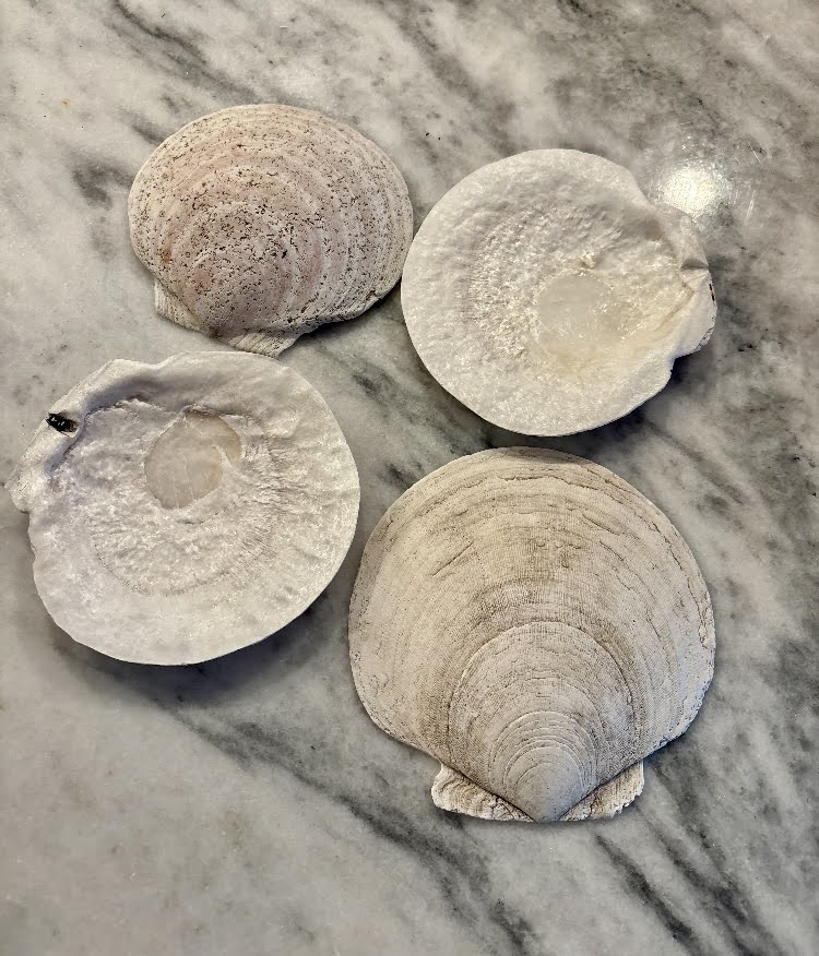 XL Sea Scallops 5 plus inches