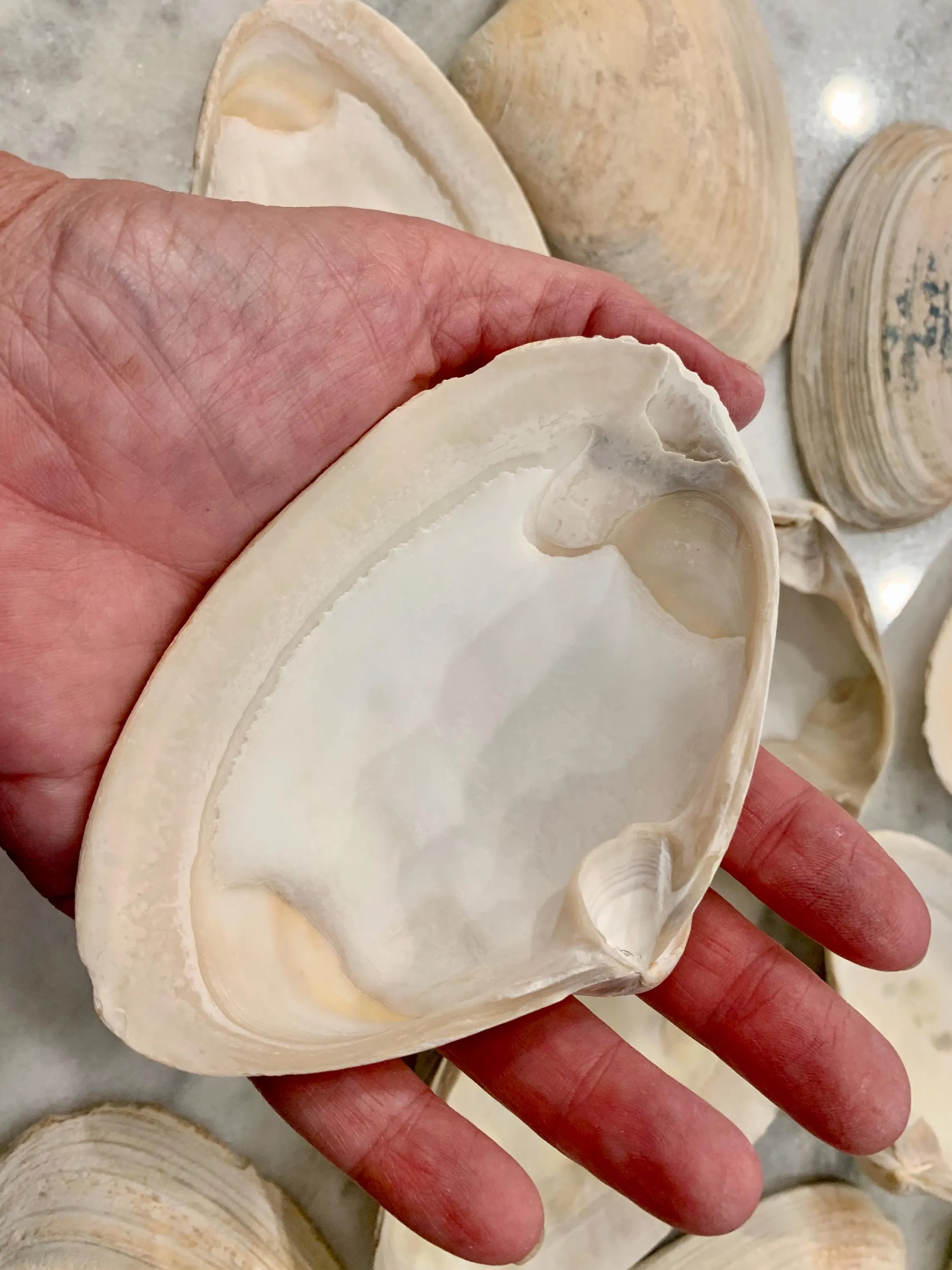 Jumbo Clam Shells 4 - 7 inches