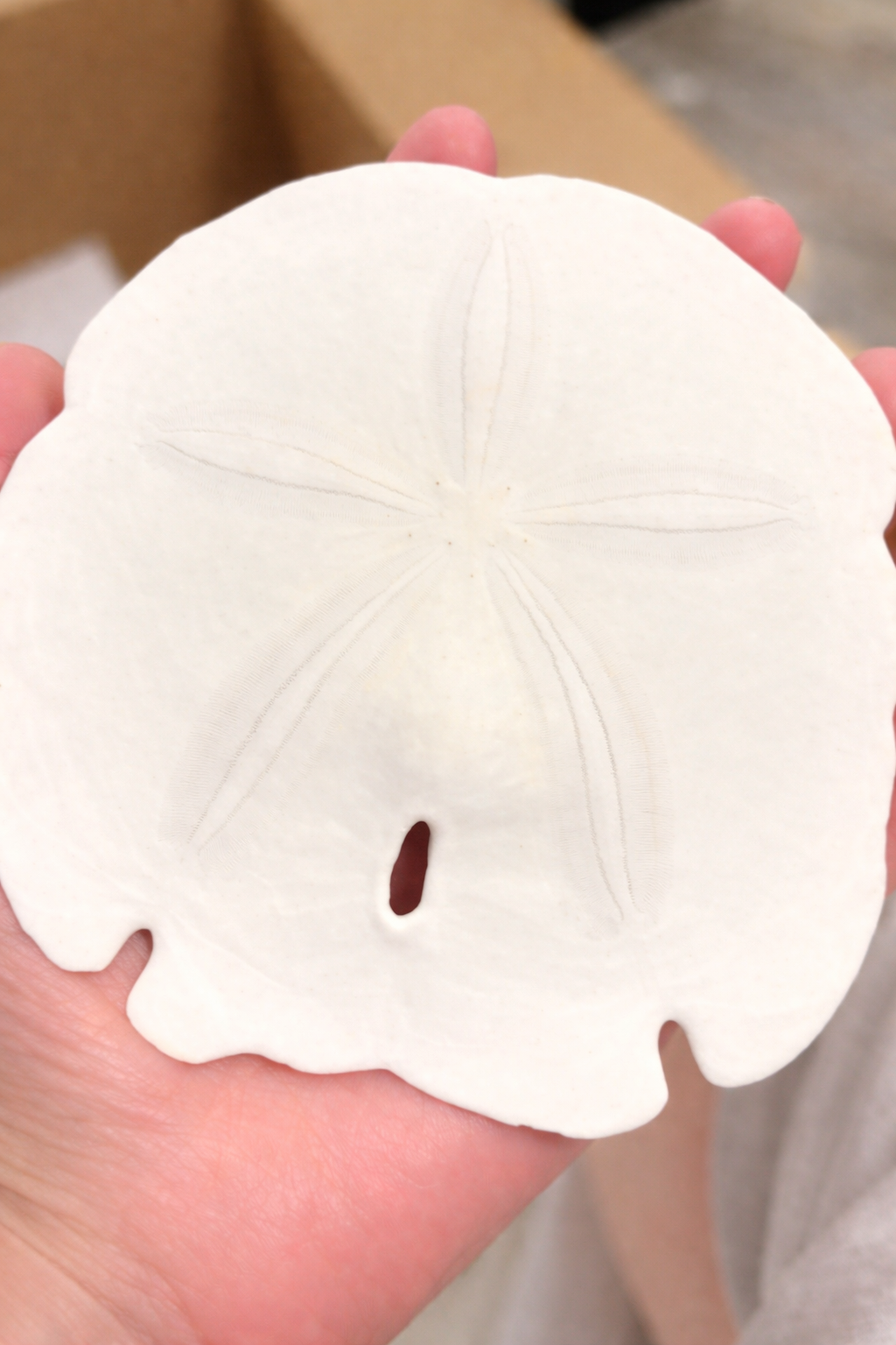 Arrowhead Sand Dollar Shells 5 to 5.5”