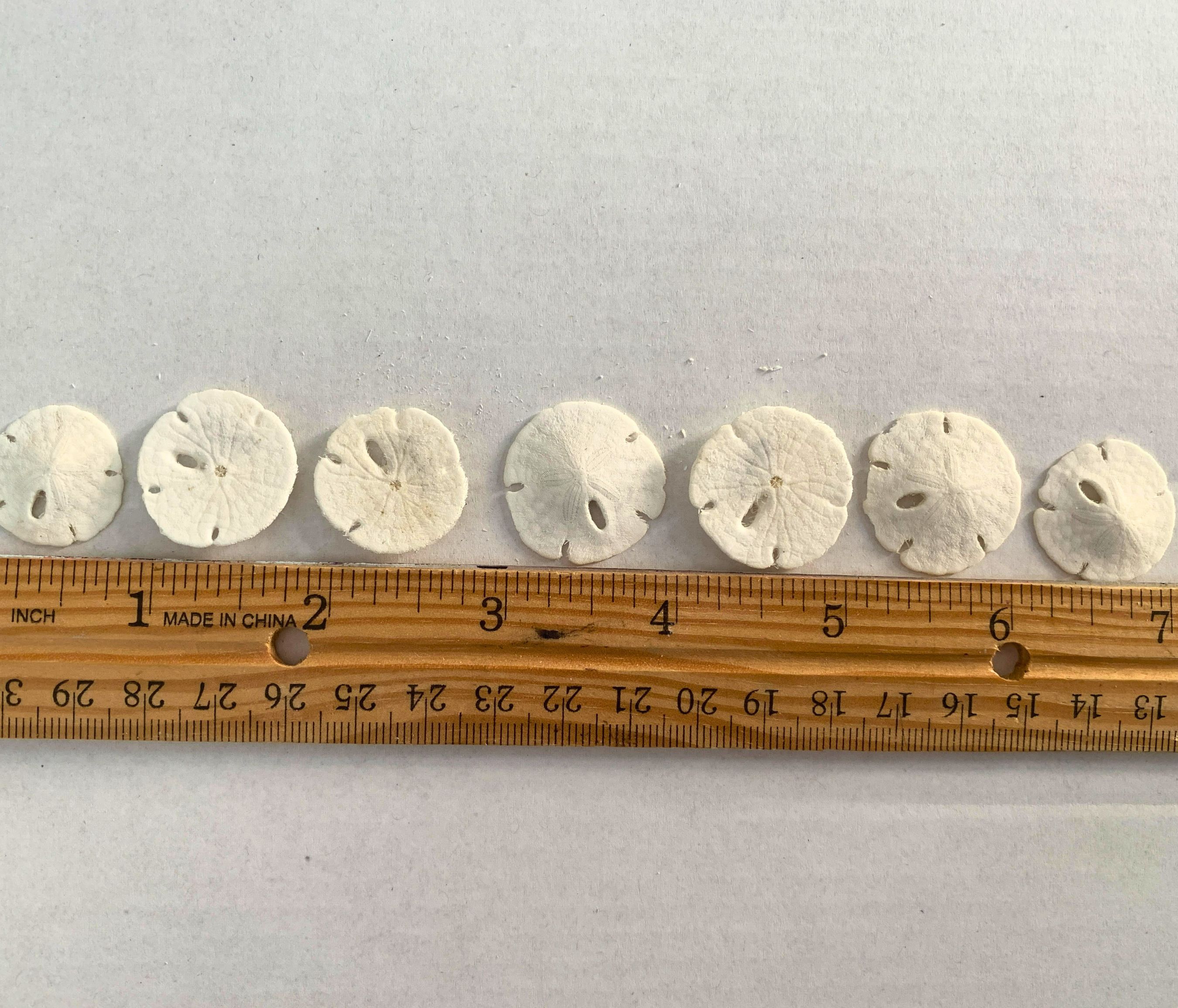 XS Sand Dollar Shells .75 to 1 inches, Set of 20