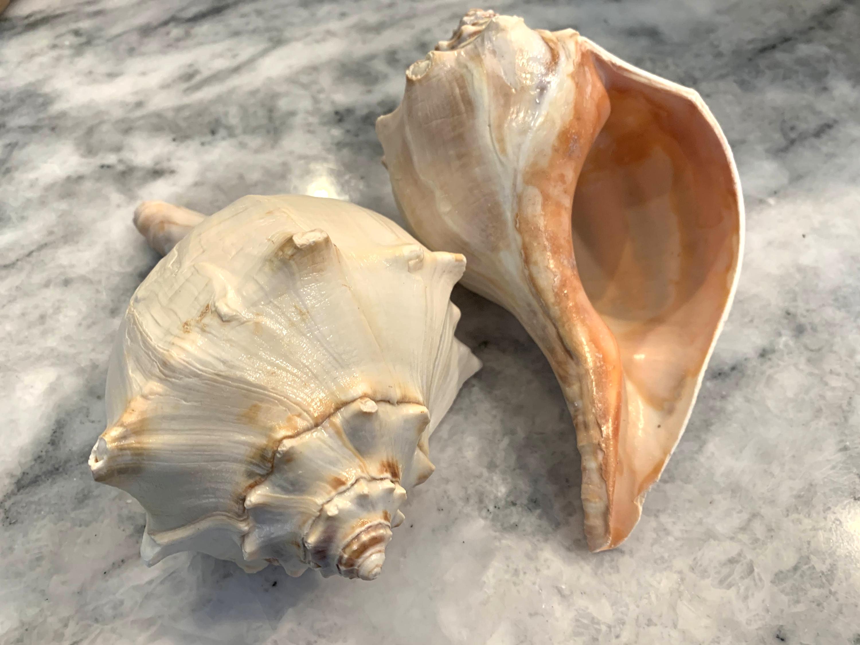 Jumbo Whelk shell 7 - 7.75 inches