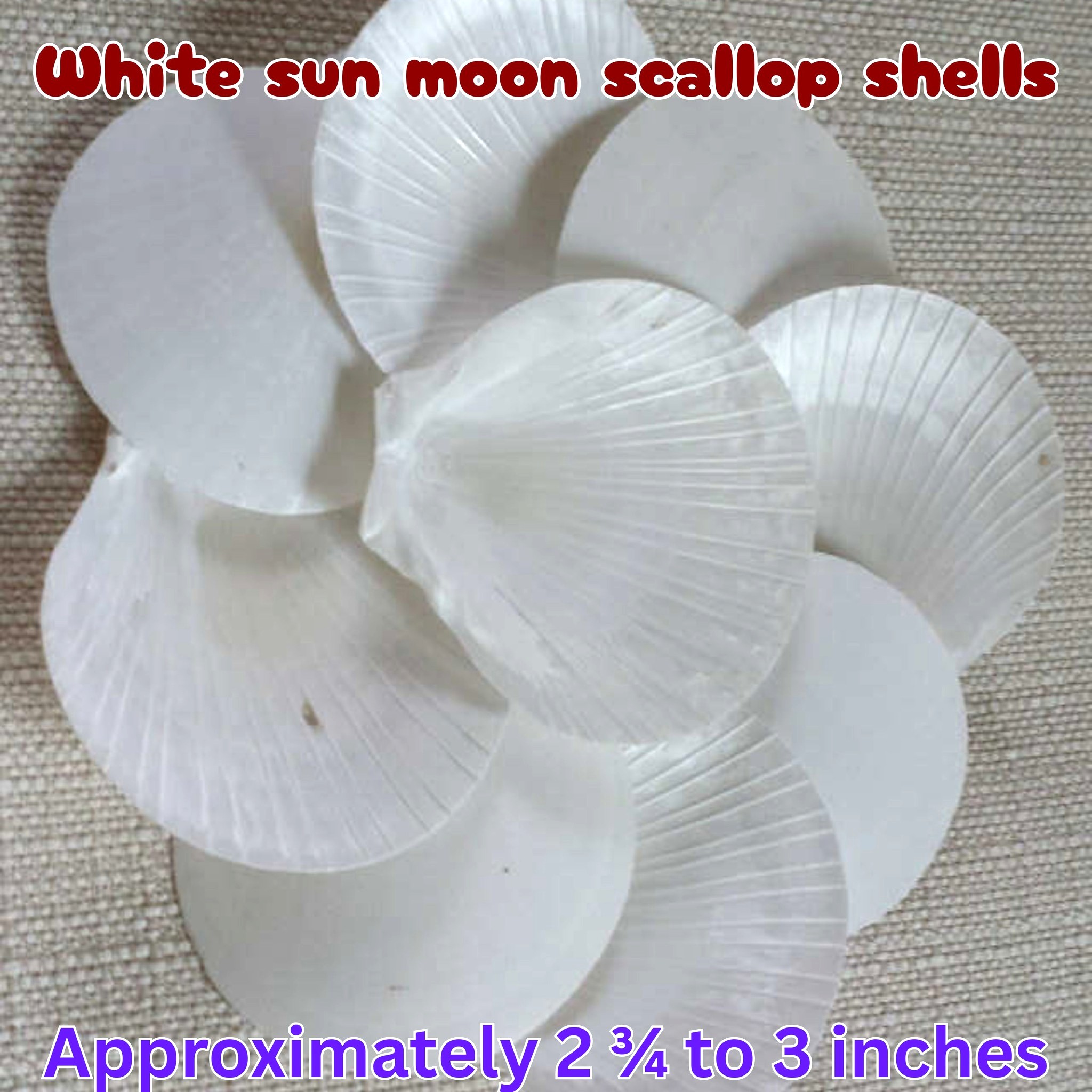 Shell & Paper Bundle