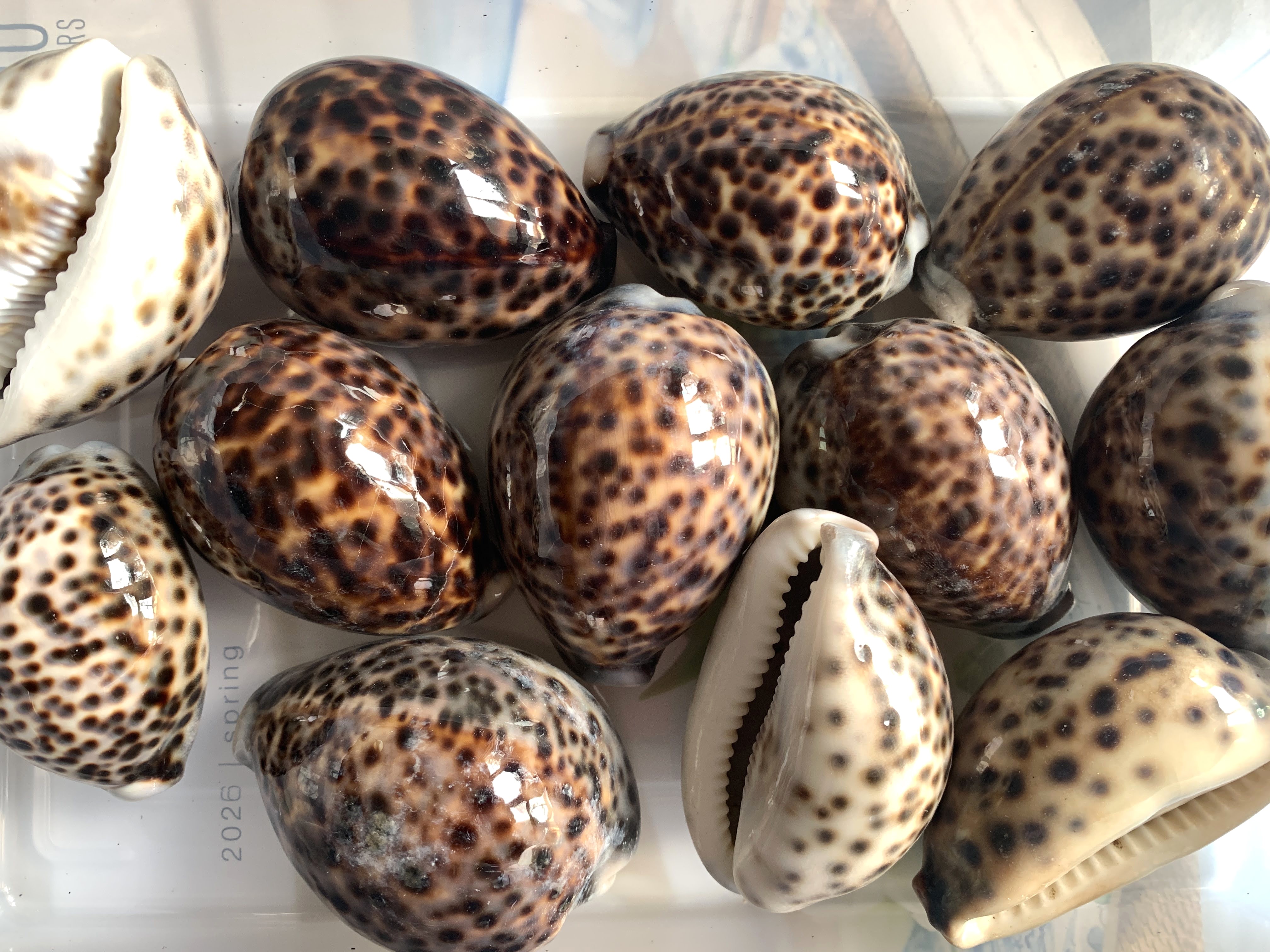 Tiger Cowrie Shells 2.5 inches, Sold in Sets