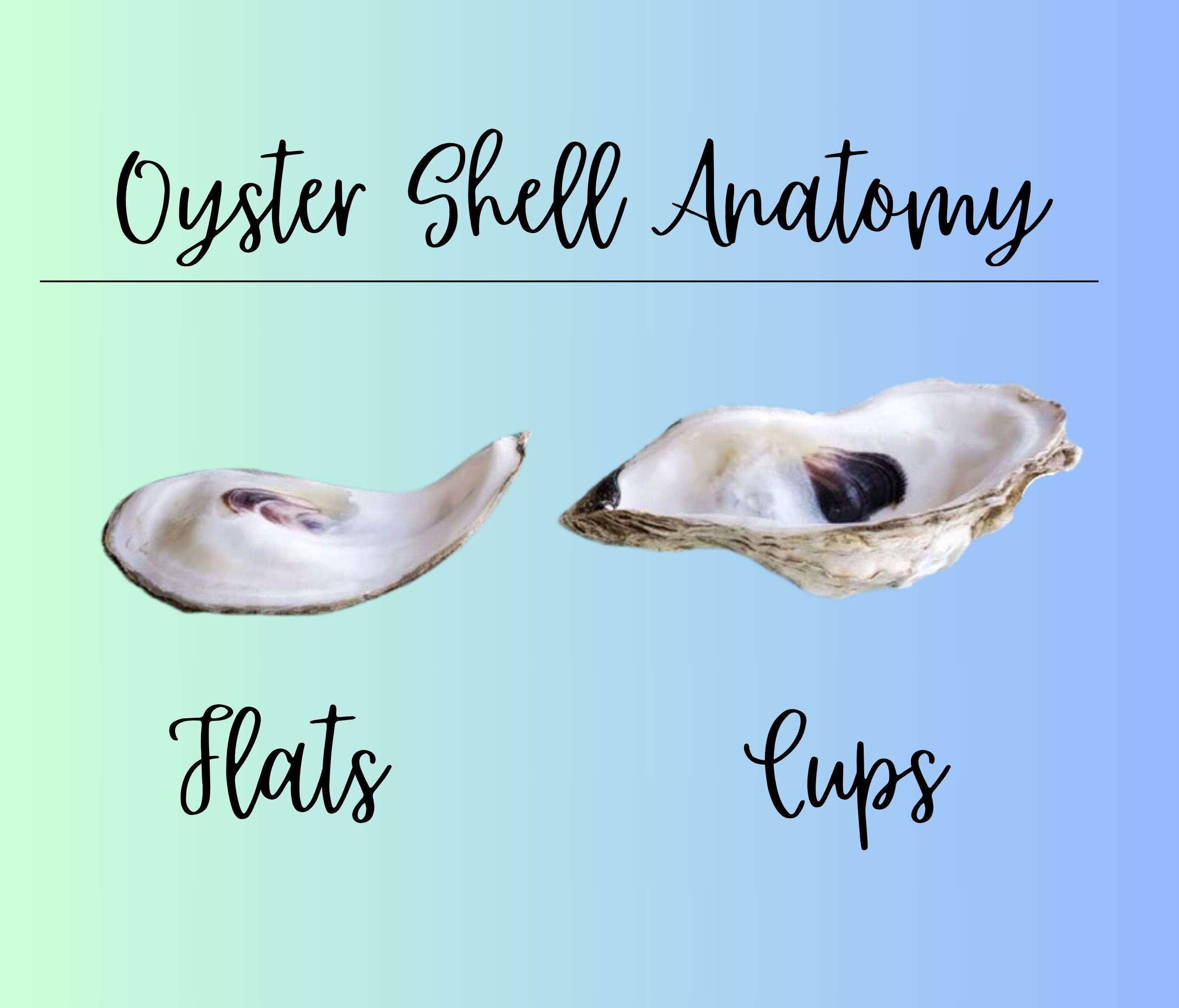 Choose Size, Bulk Oyster shells DRILLED or Non-Drilled