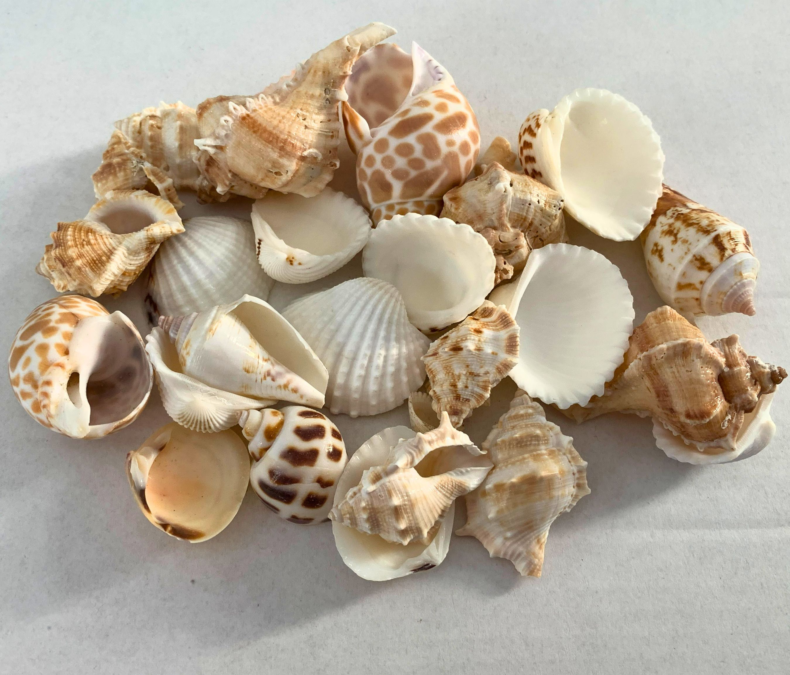 Indian Ocean Mix, Medium size 1.5 to 2 inches, 4 ounce bag