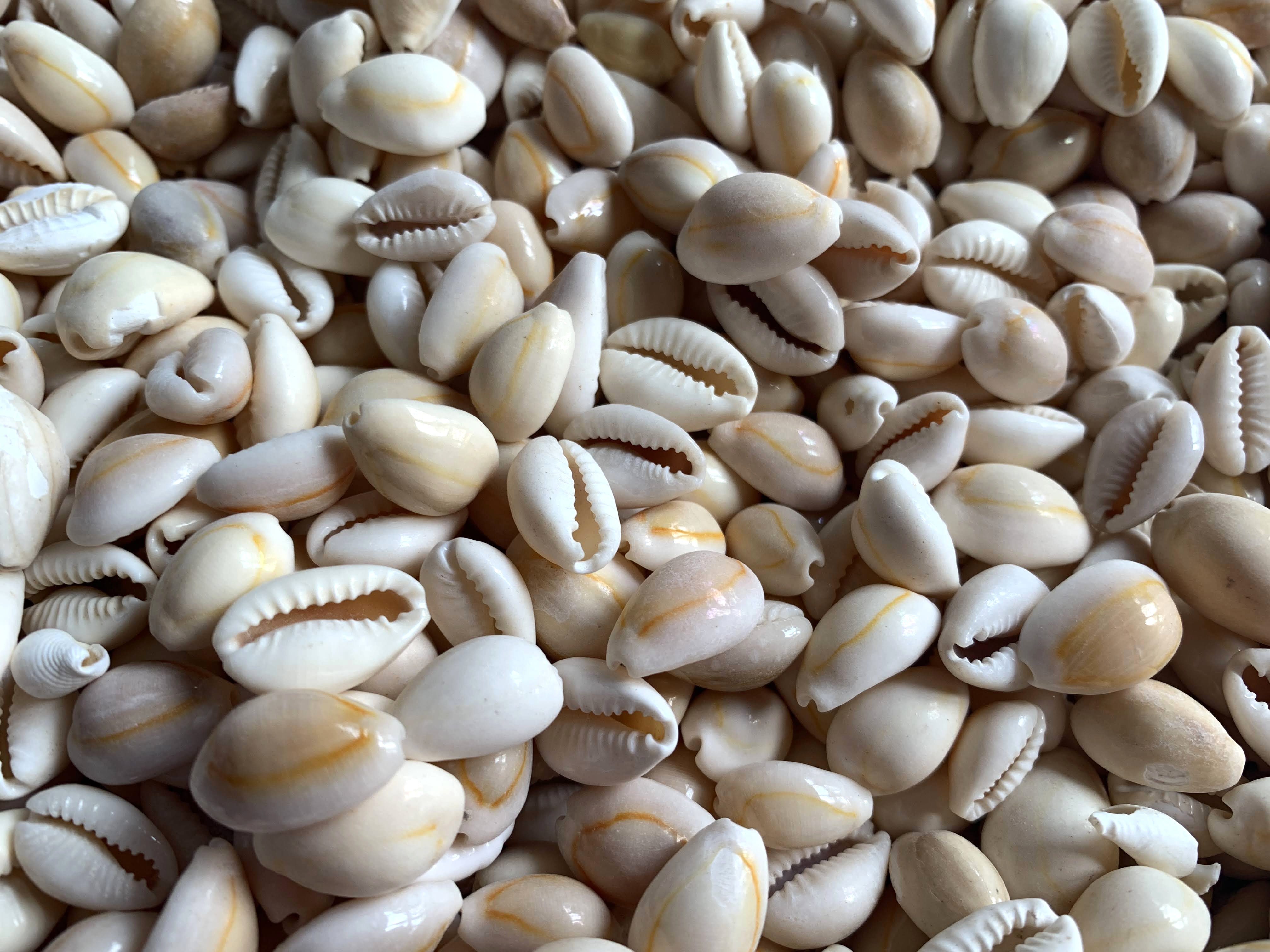 Peach Baby Cowrie Shells .25 to .75 inches, Sold by the Cup