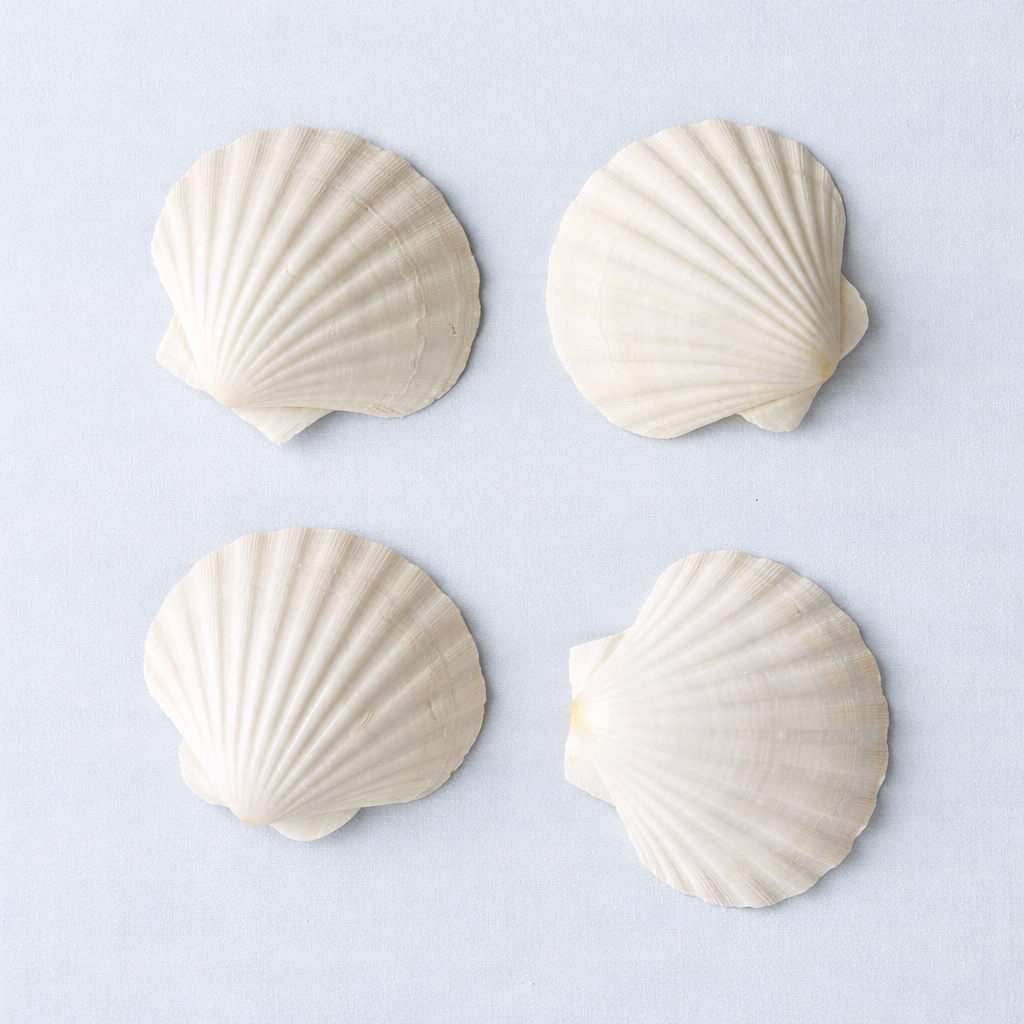 Irish Baking Scallops 3 to 4 inches