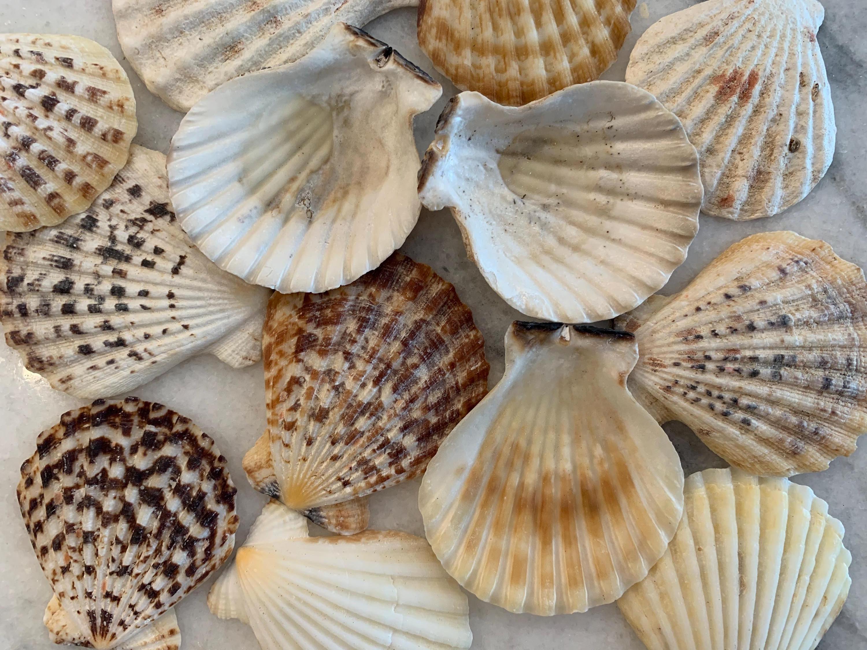 Pectin Radula Scallop Shells 2 to 3.25 inches