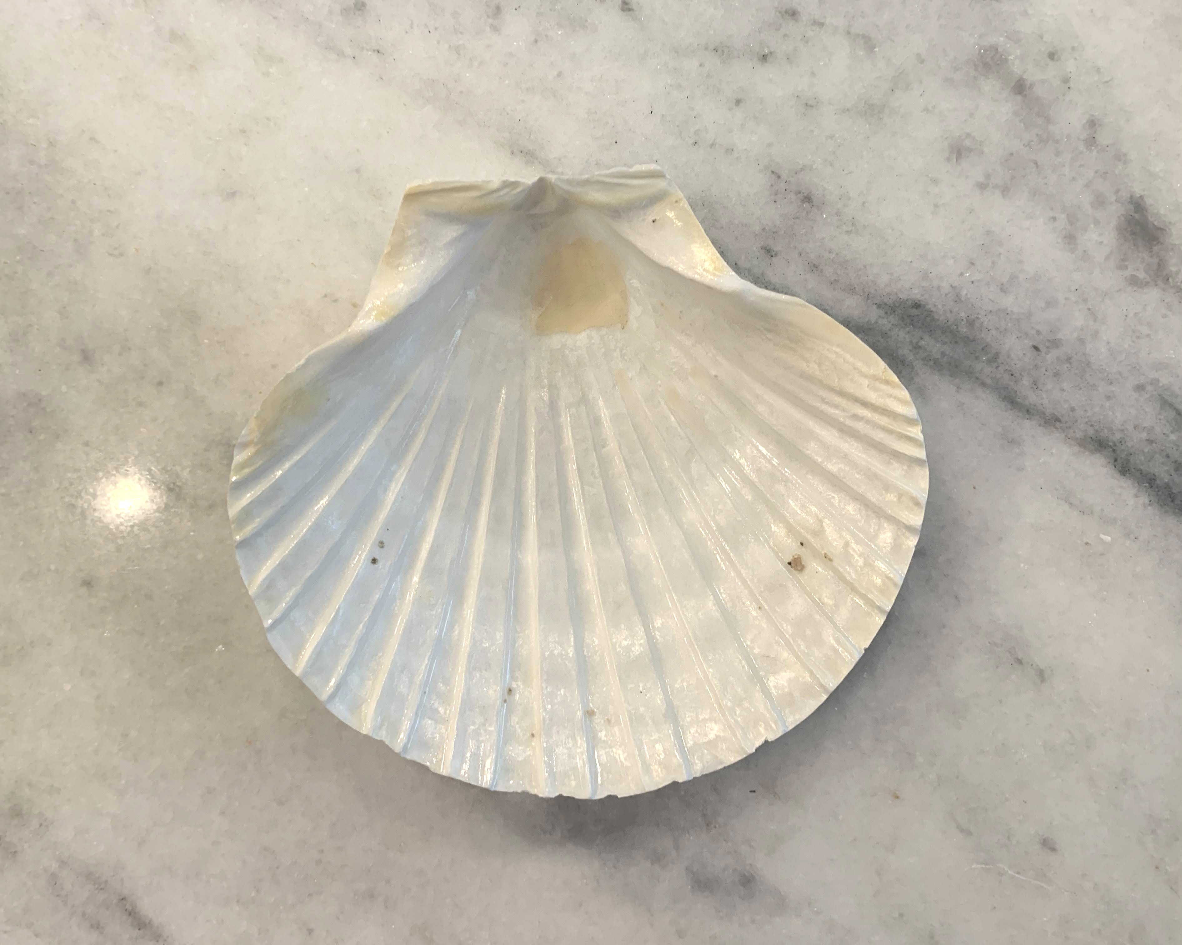 Large Irish Baking Scallops 5 to 6 inches