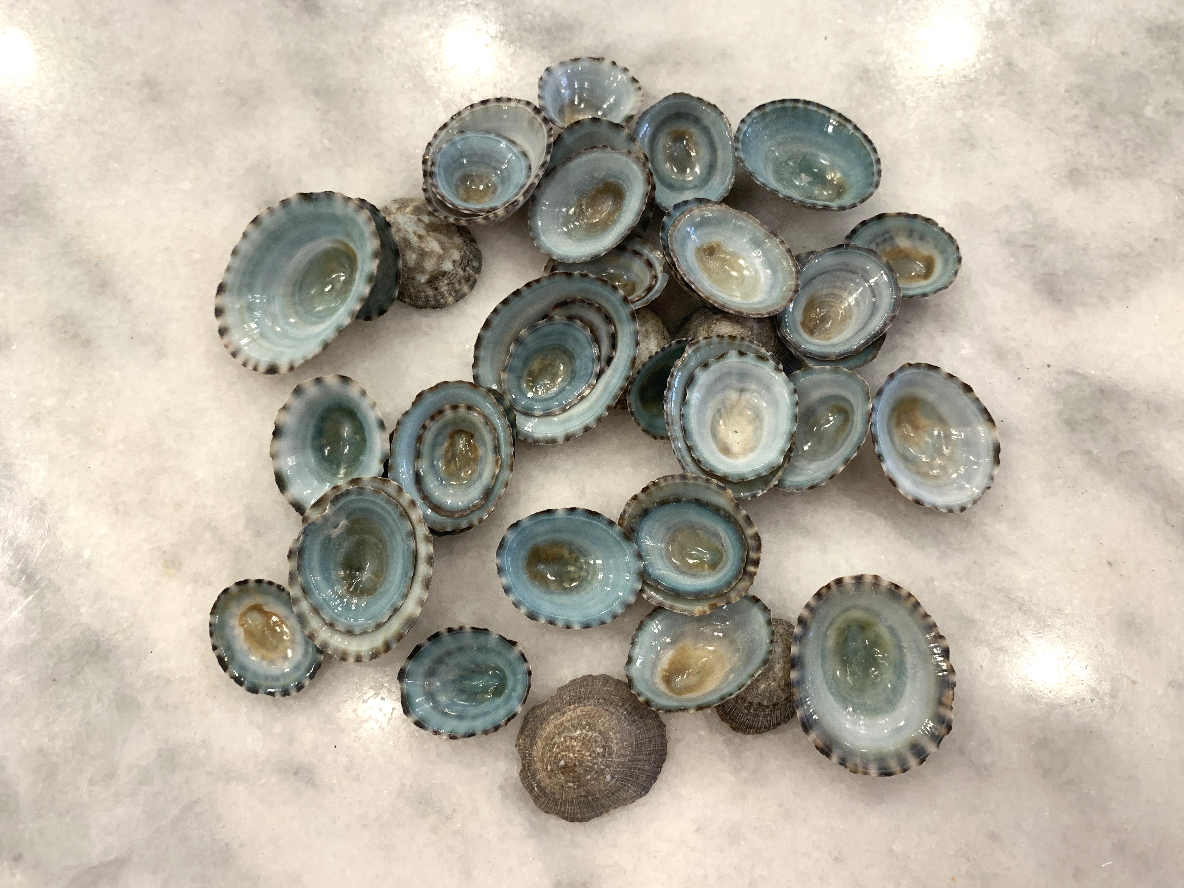 Green Limpet Shells, Set of 10