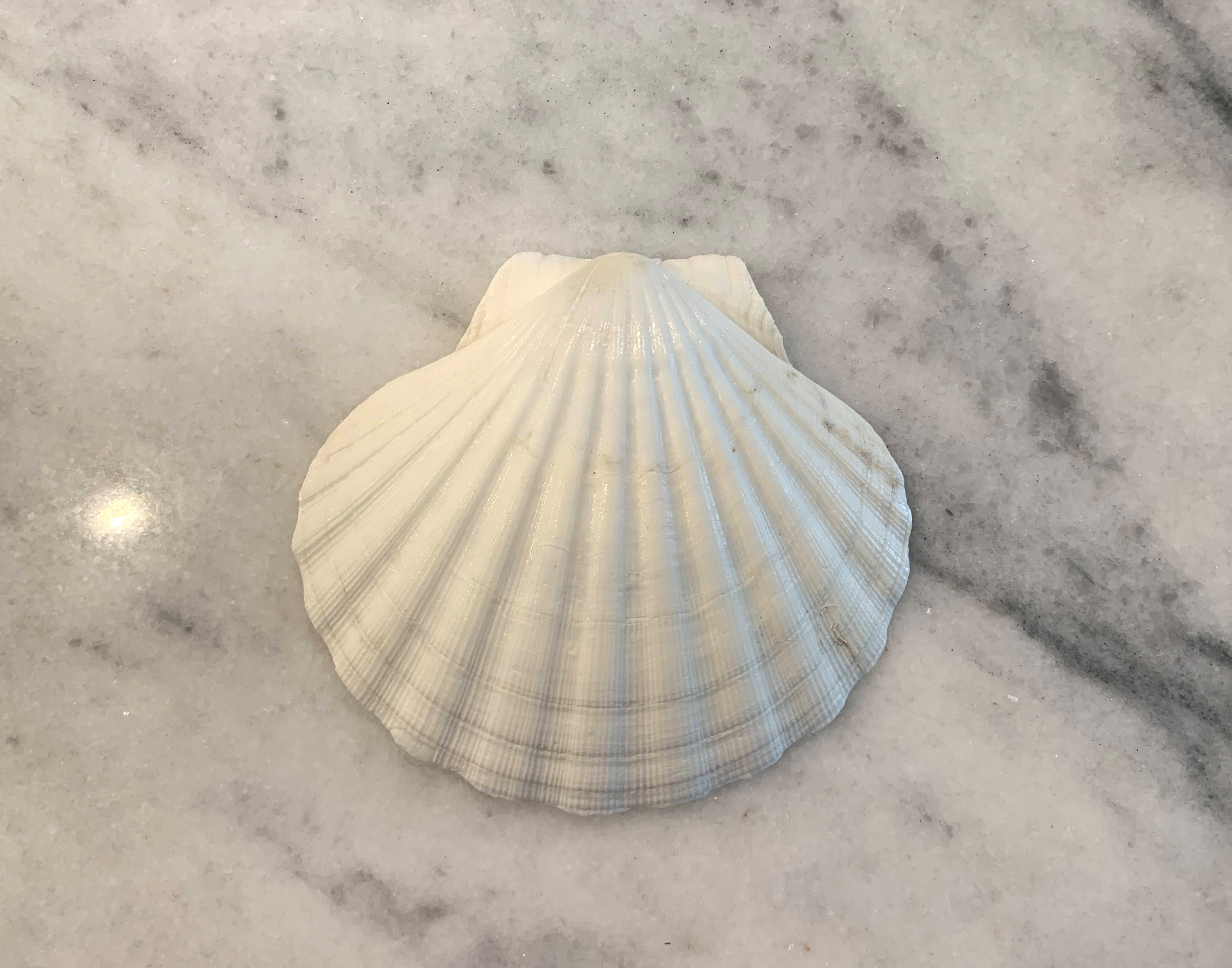 Large Irish Baking Scallops 5 to 6 inches