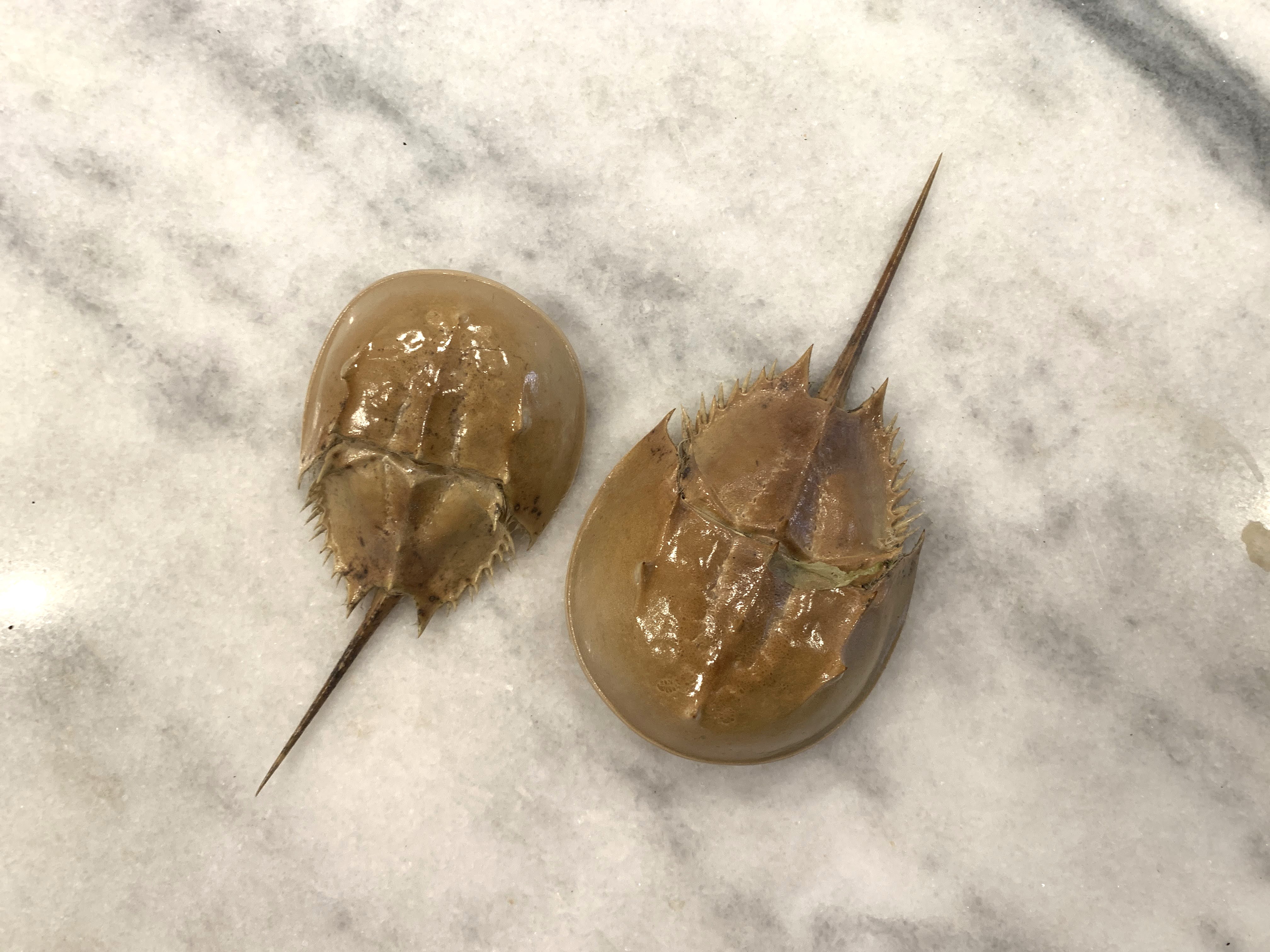 Horseshoe Crab Molt 5-7 inches 