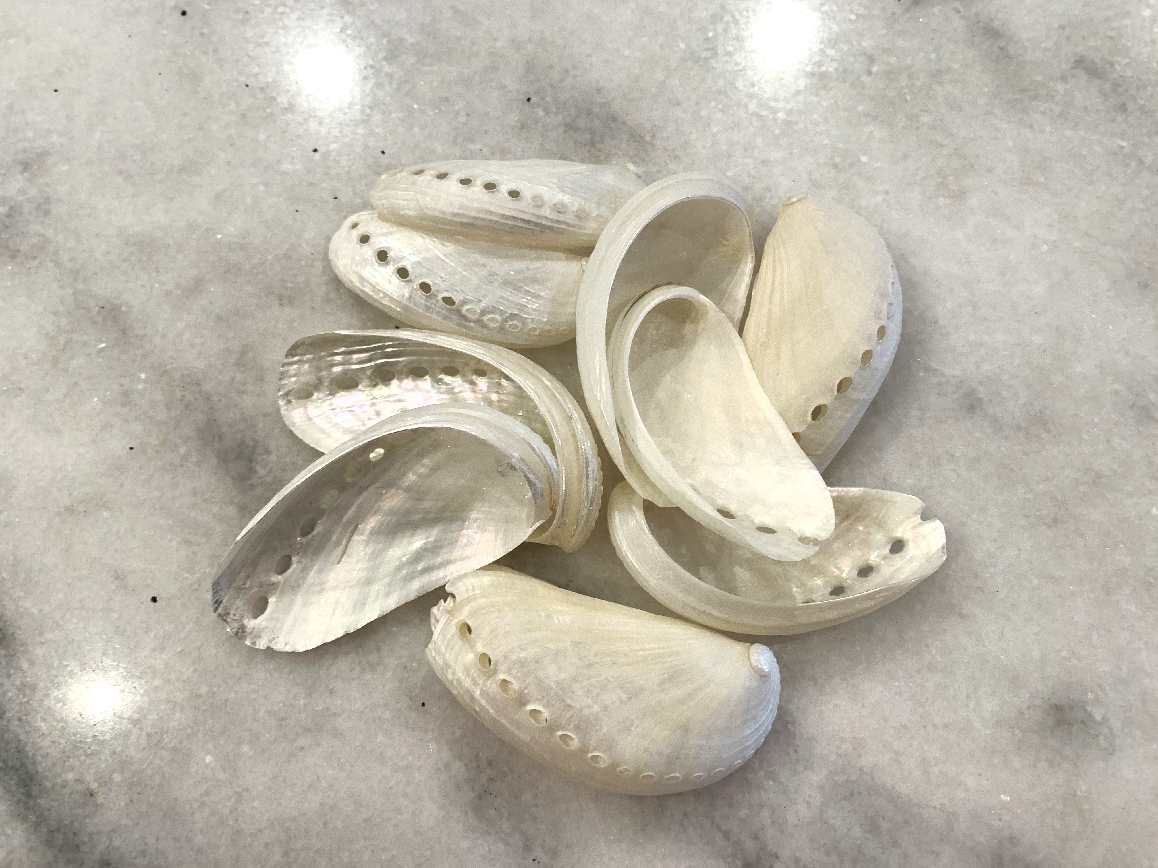 Pearl Abalone Shells 2+ inches, Set of 10