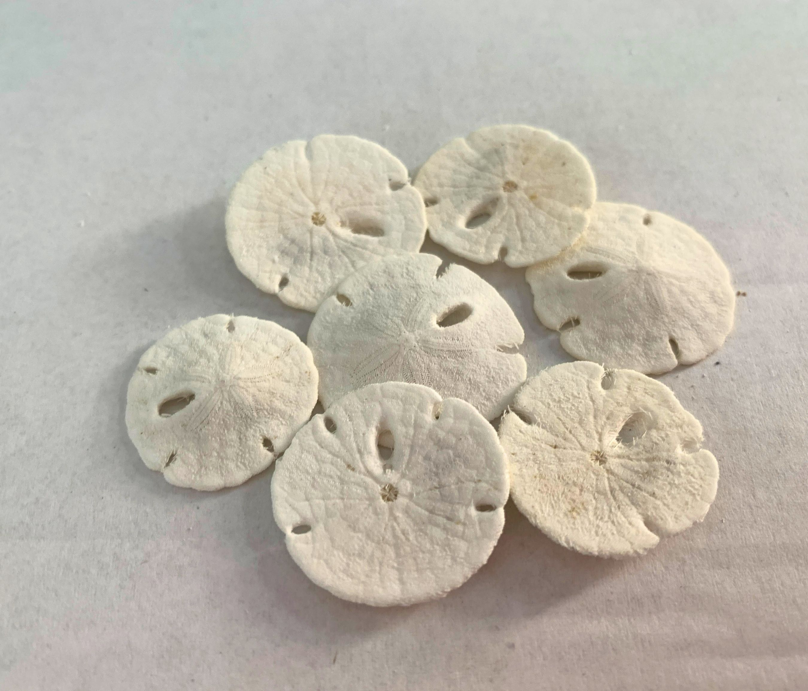 XS Sand Dollar Shells .75 to 1 inches, Set of 20